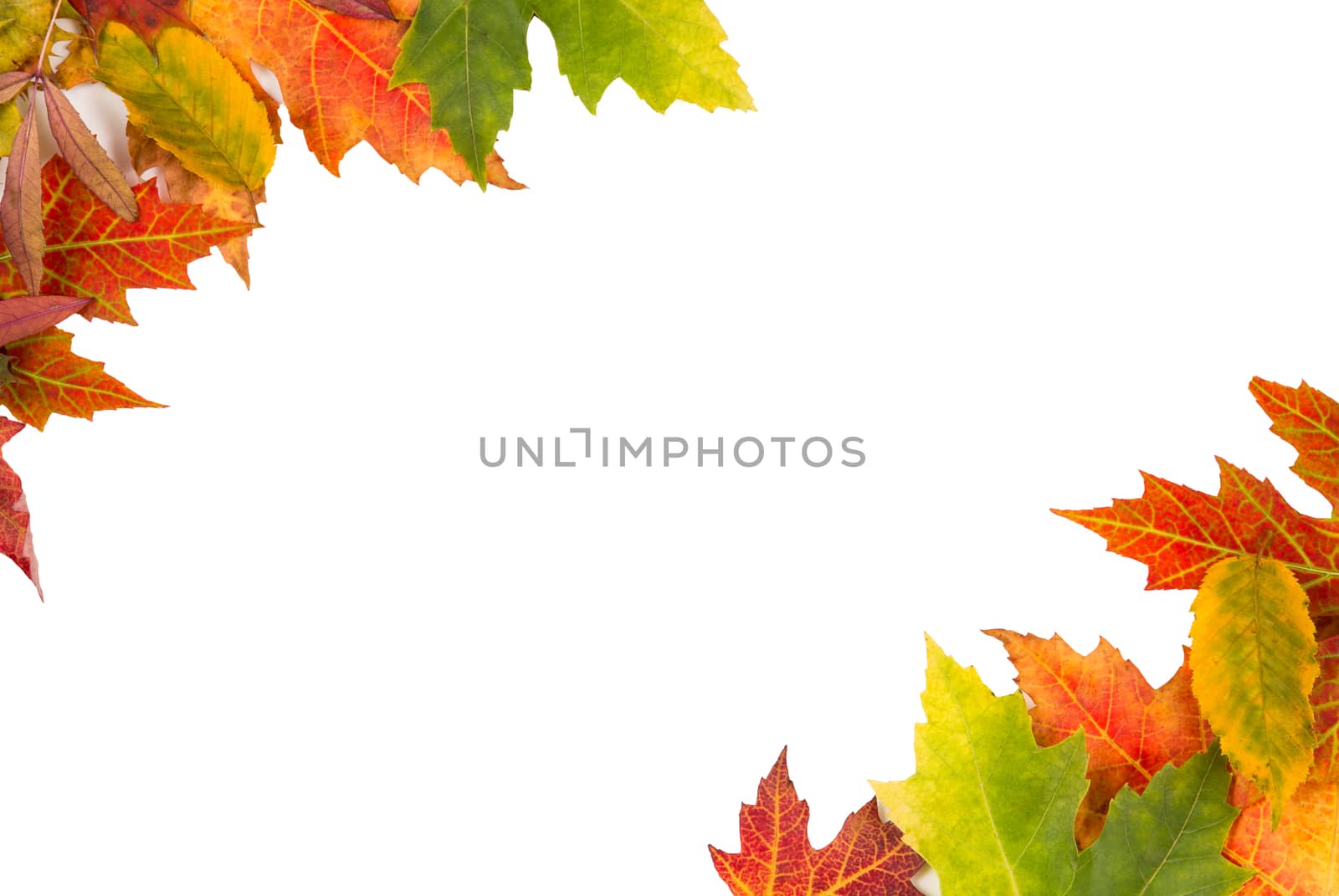 Background frame of isolated colorful autumn leaves top left and bottom right corner perfect for a party or wedding invite or card
