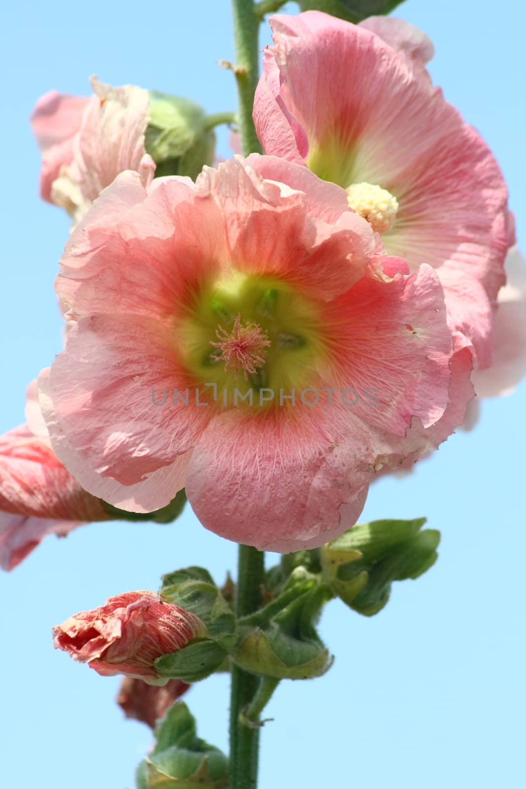 a hollyhocke pink  (Alcea rosea)