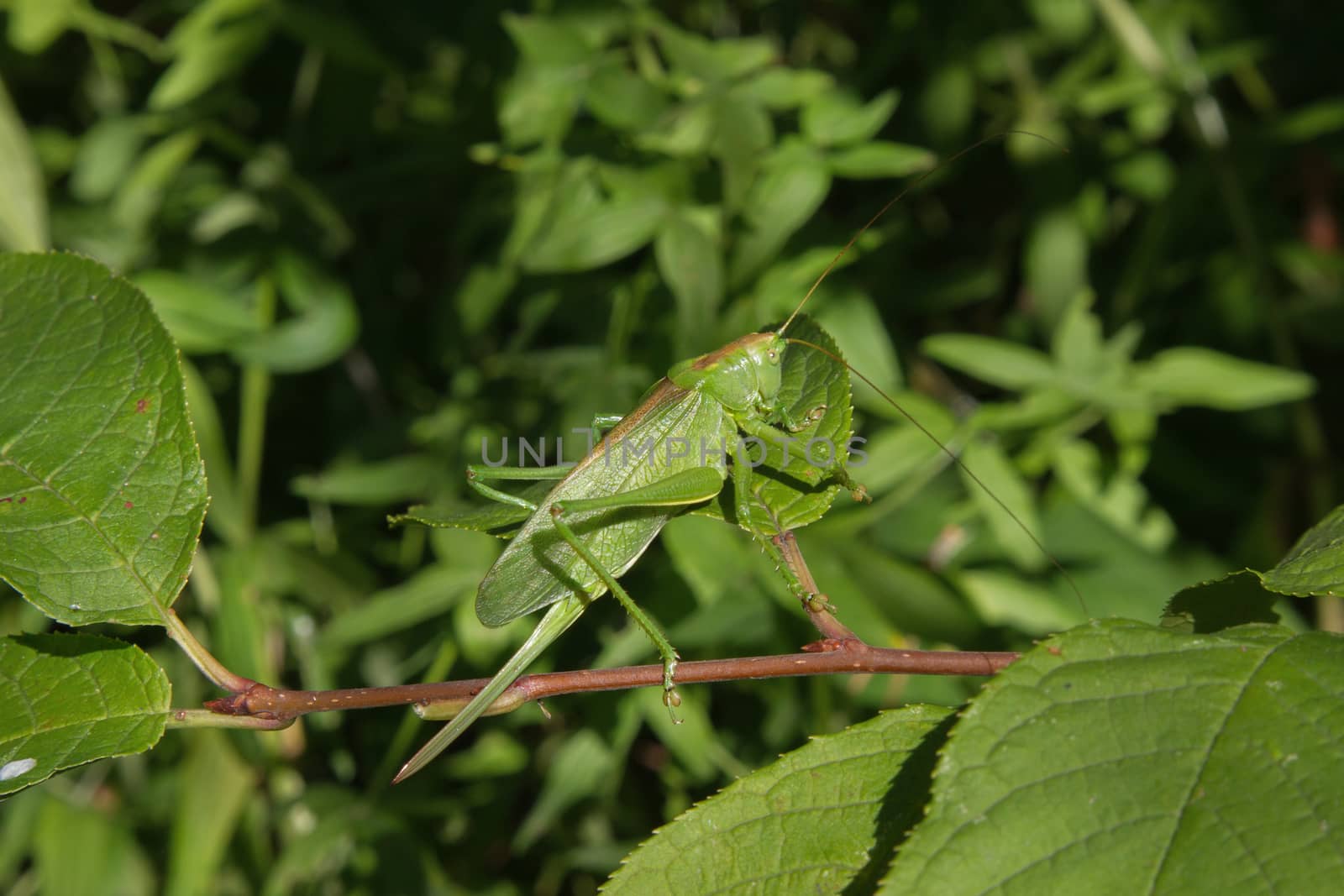 Green grasshopper closeup sitting in the grass