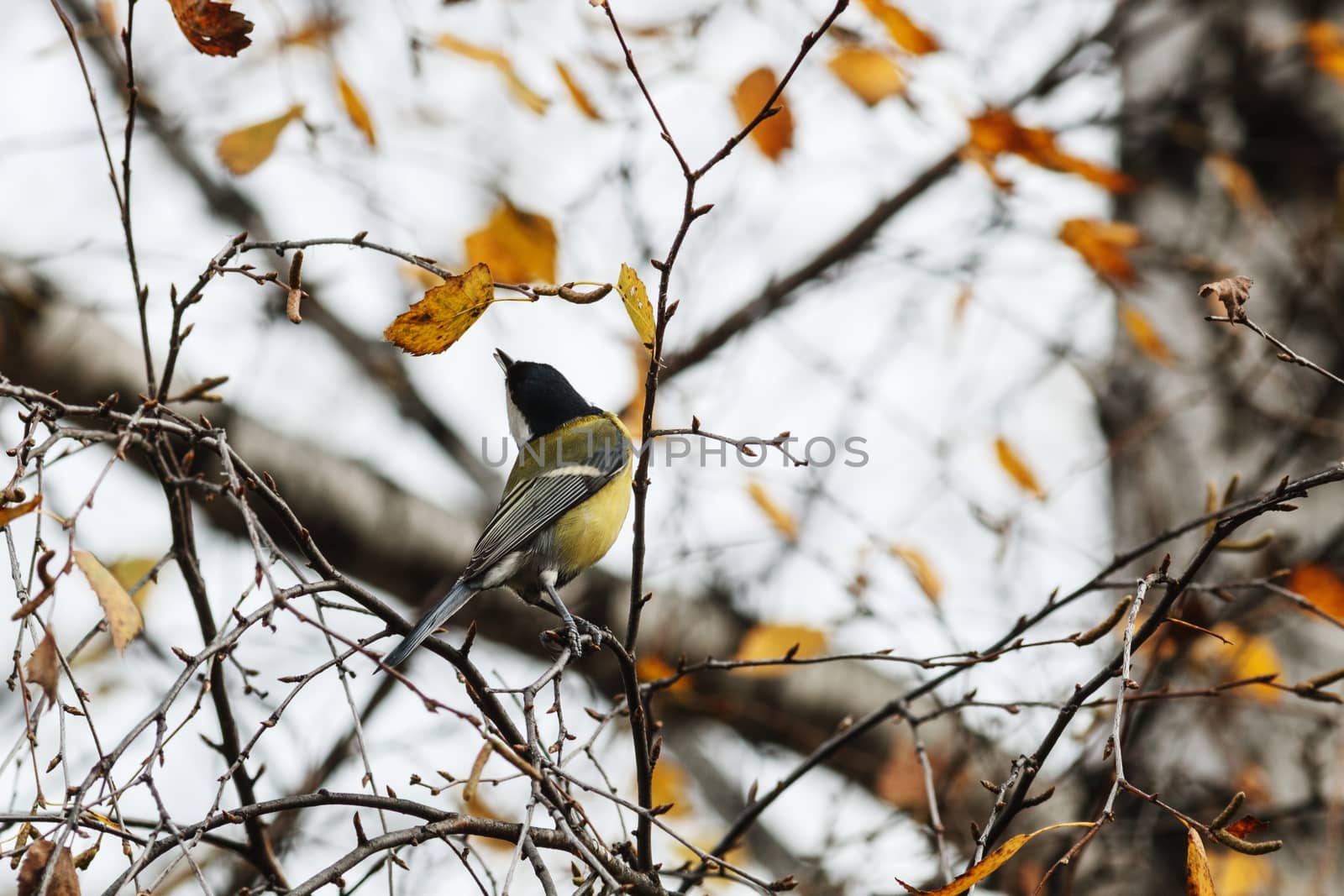 Great Tit (Parus major) on a tree of dry leaves