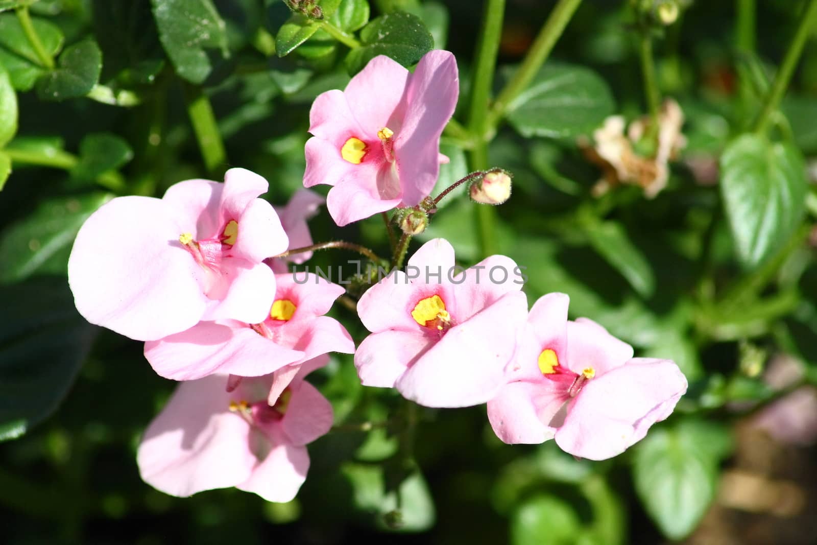 Several flowers of a pink flower blooming