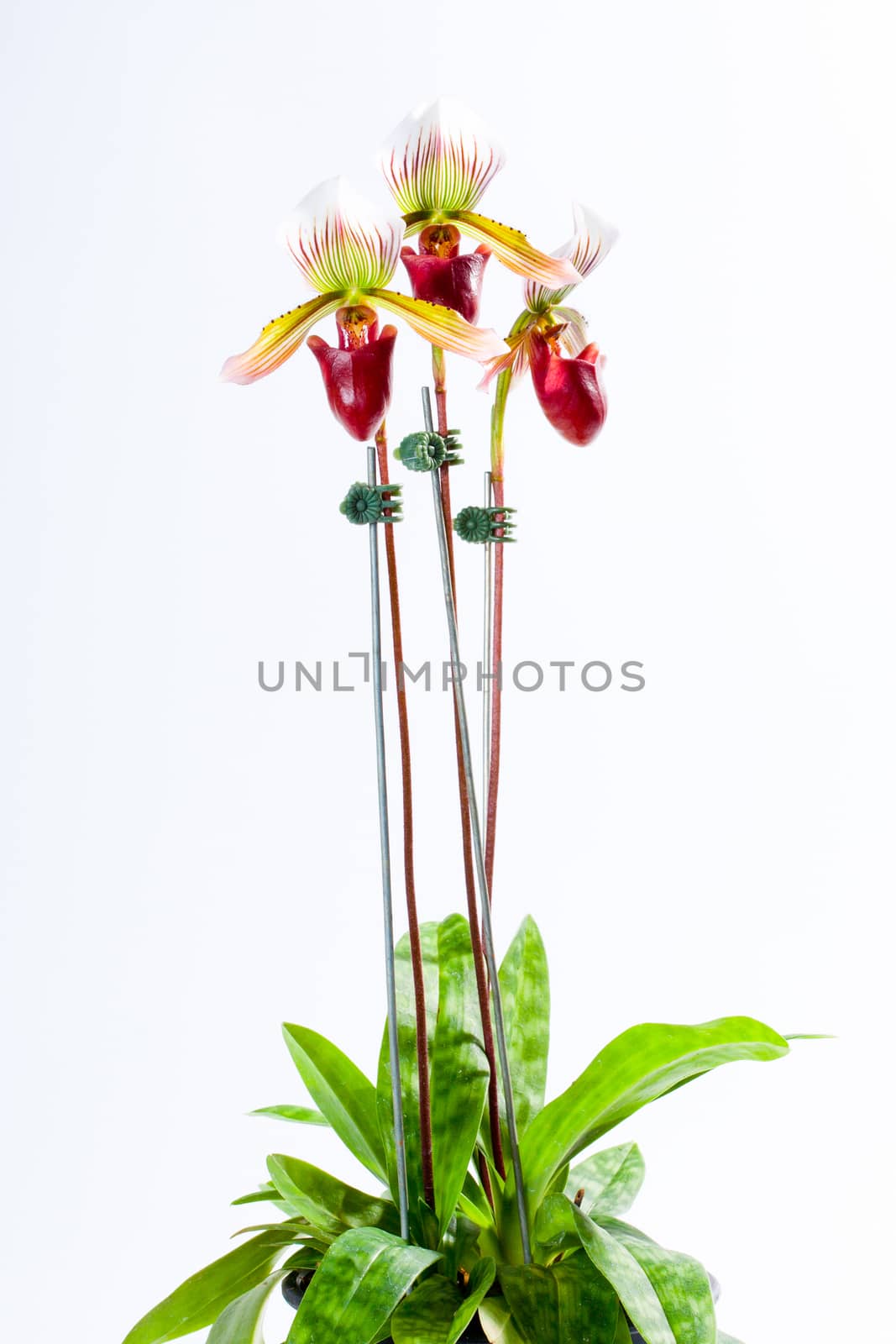 Paph. barbatum ('Red Pouch' x 'Barbara') by jee1999