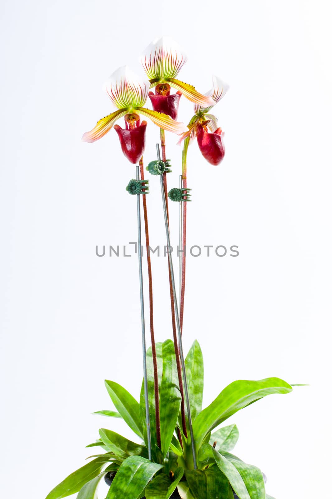 Paph. barbatum ('Red Pouch' x 'Barbara')