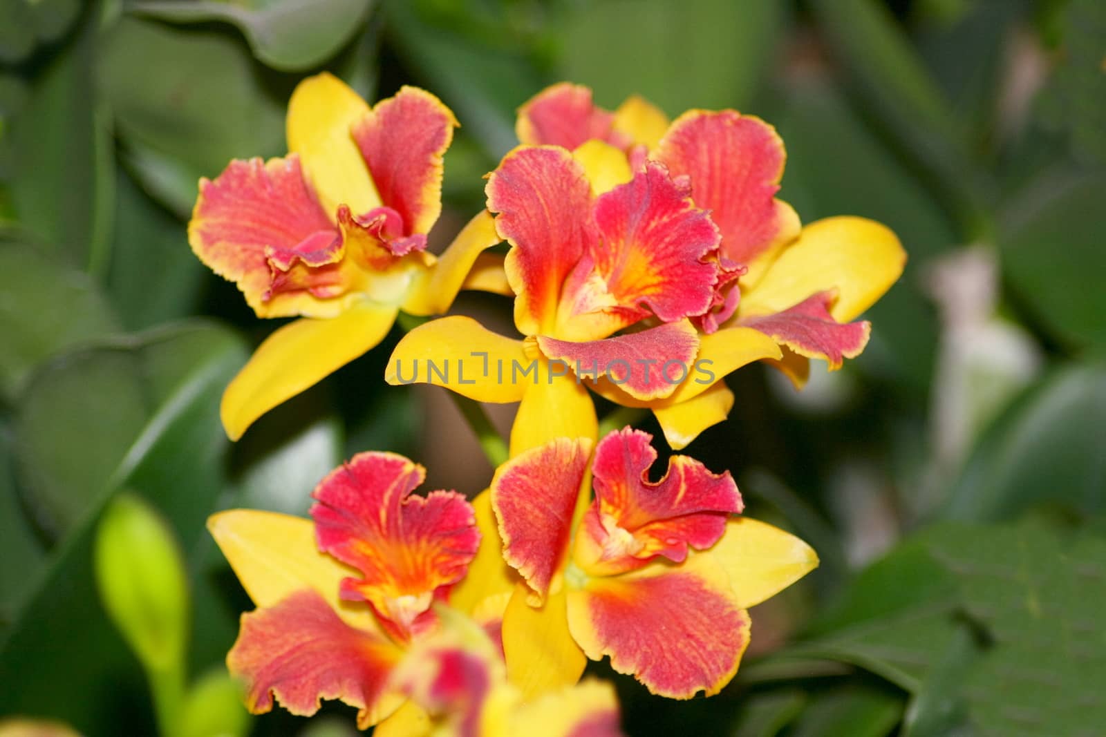 A close up of a beautiful multi-colored orchids bloom