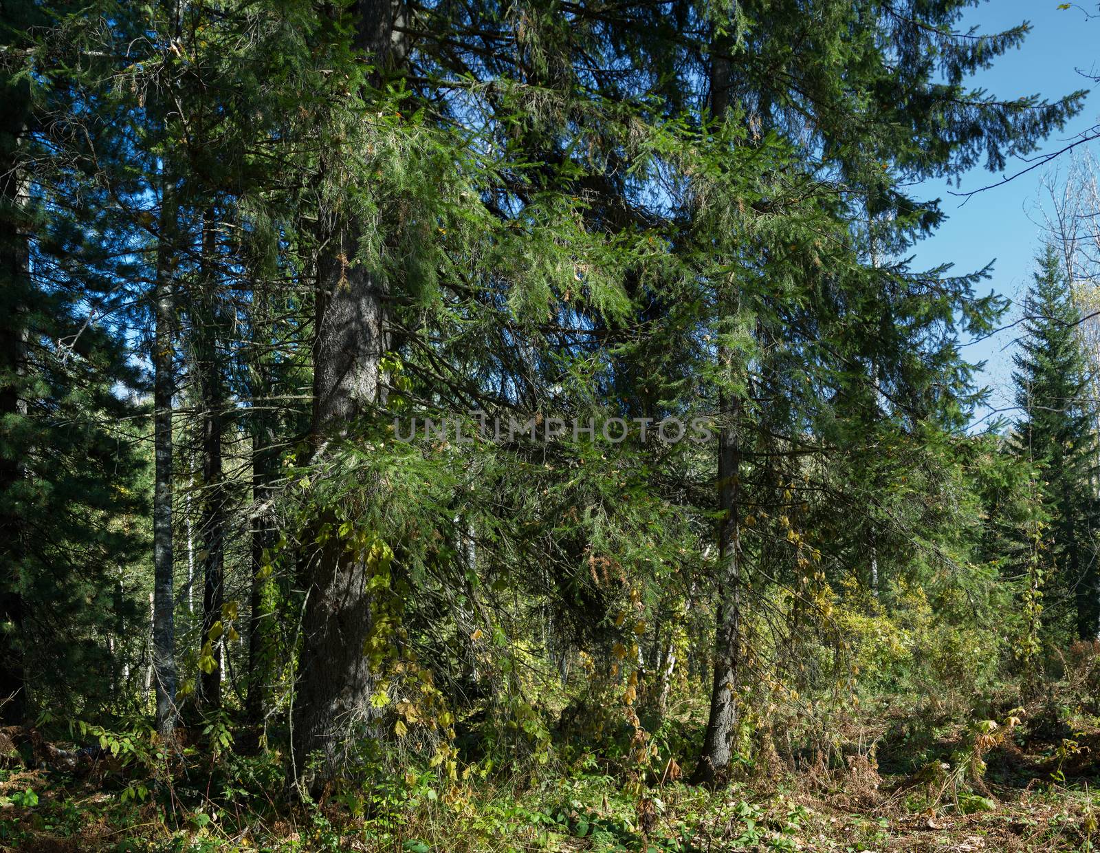 Coniferous forest in the autumn