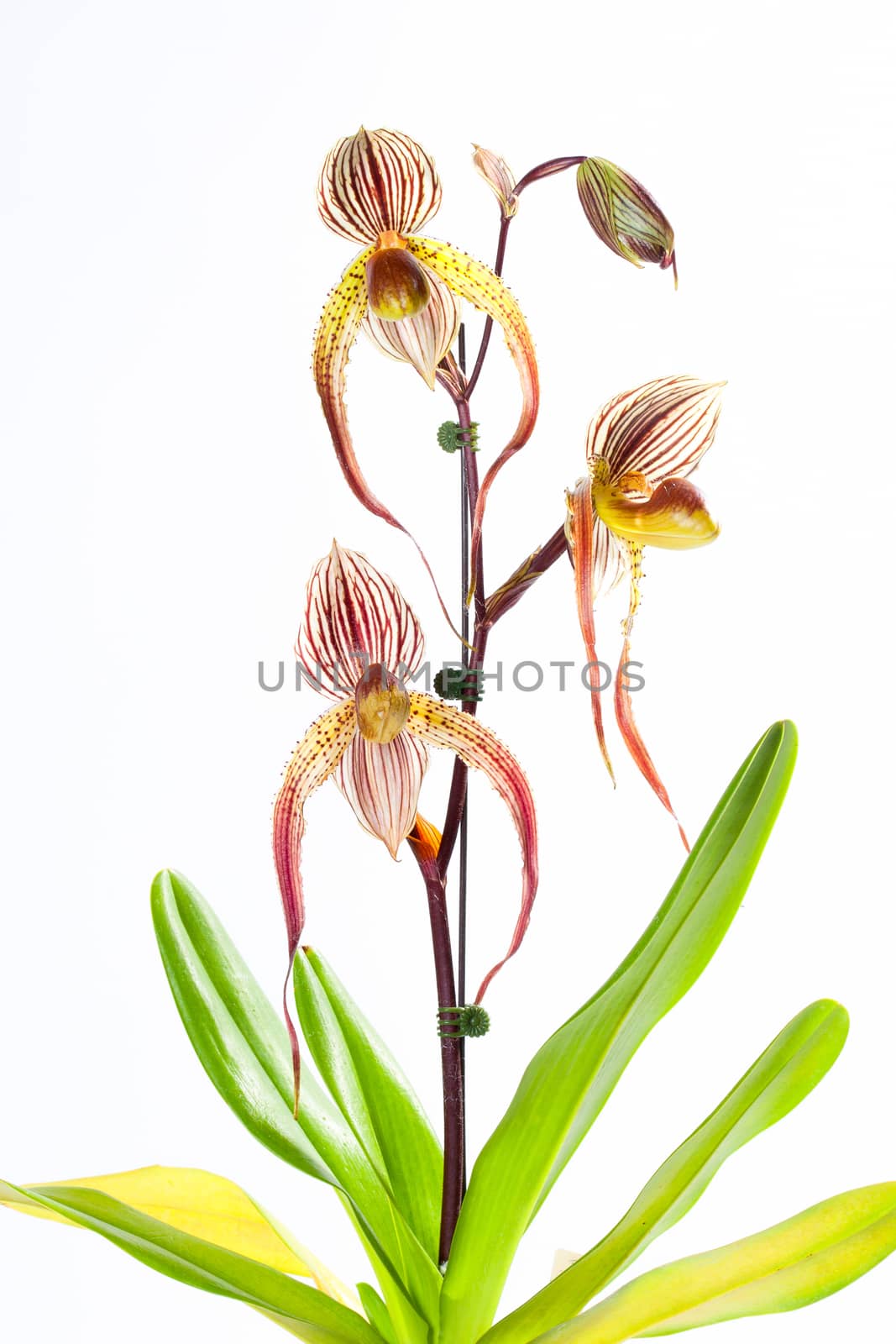 Paphiopedilum Booth's Sand Lady by jee1999