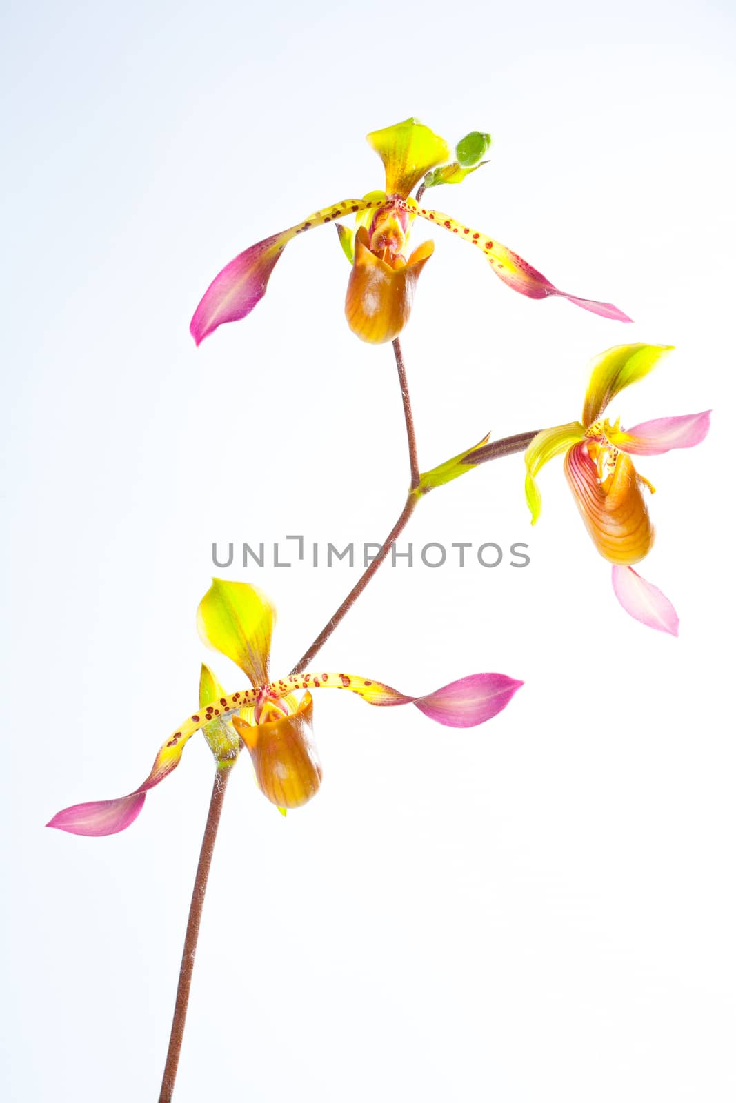 Paphiopedilum lowii by jee1999