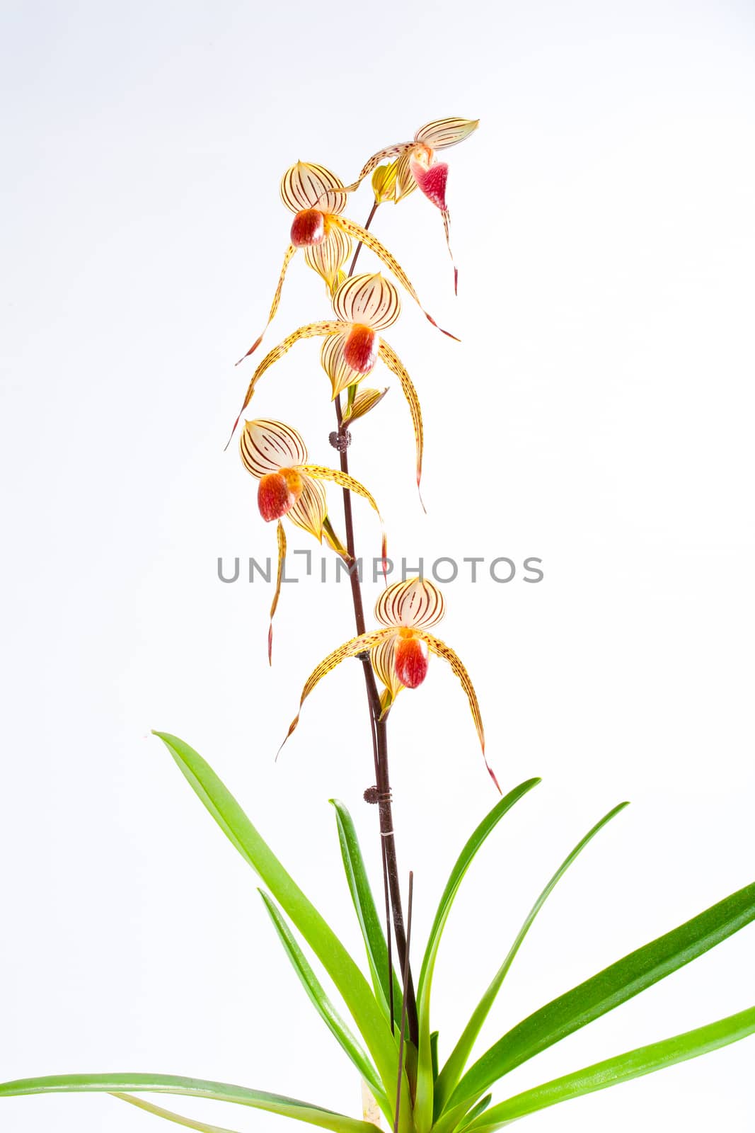 Paphiopedilum Lady Isabel by jee1999