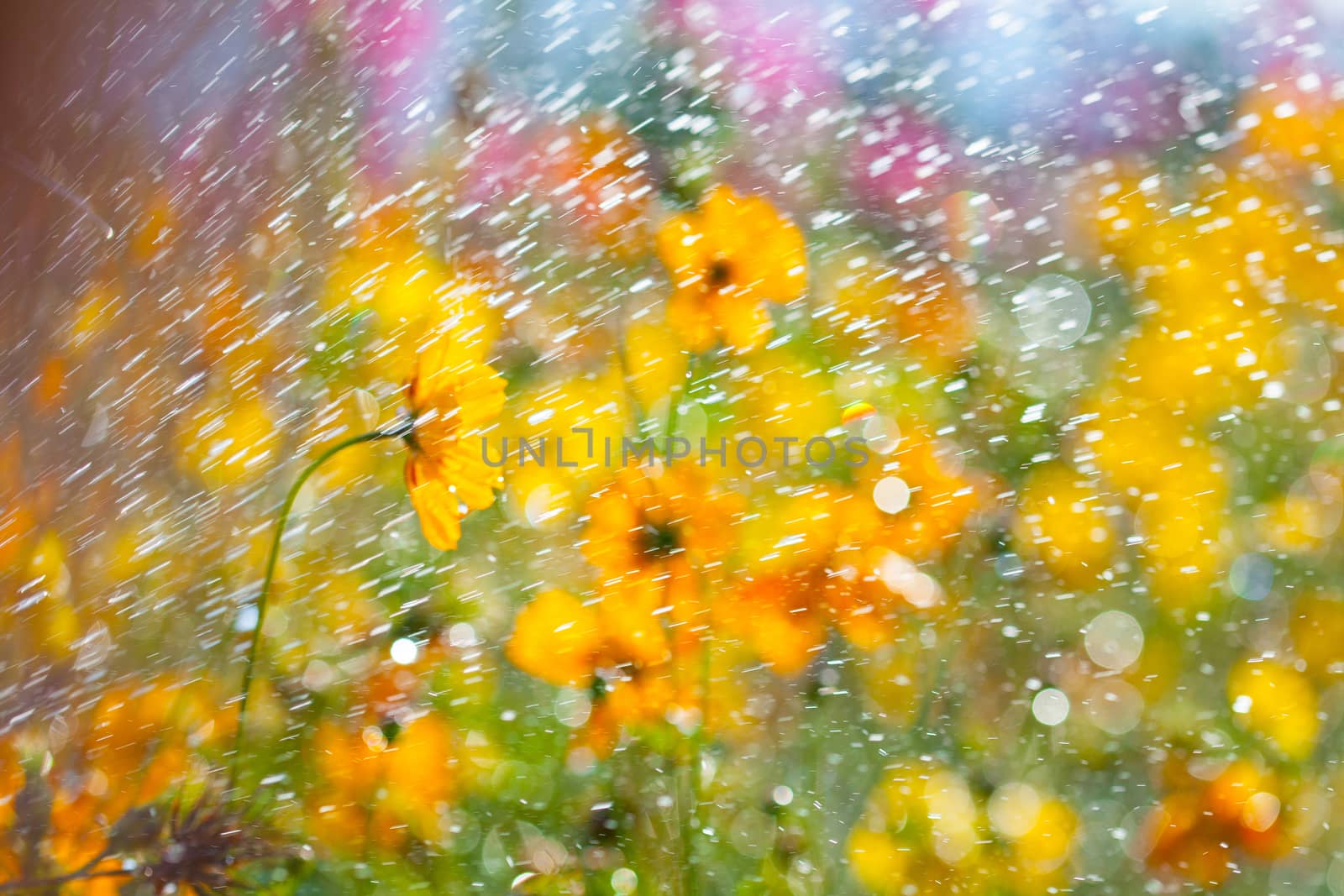 Flowers blooming in the rain the sun shines.