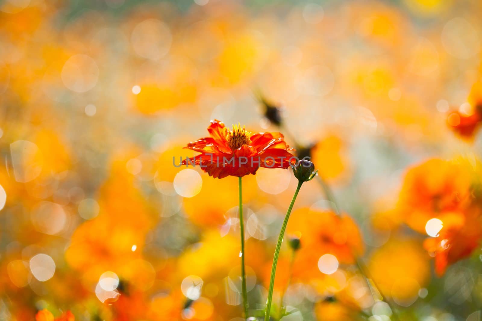 Flowers blooming in the rain the sun shines.