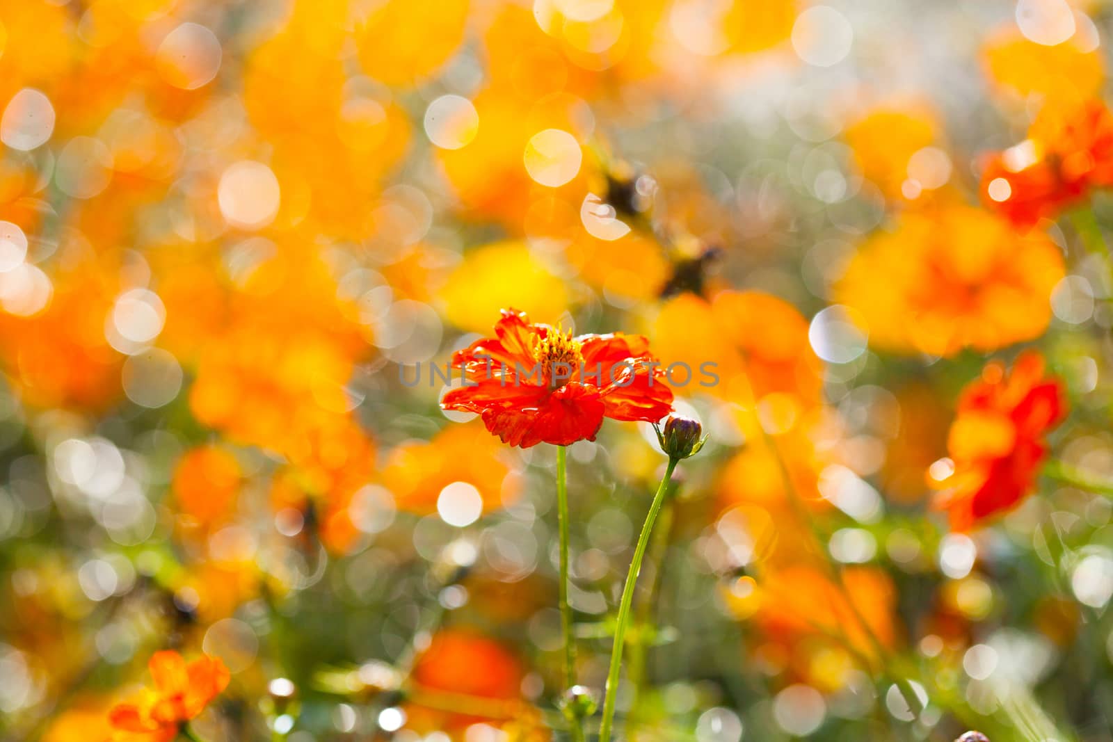 Flowers blooming in the rain the sun shines.