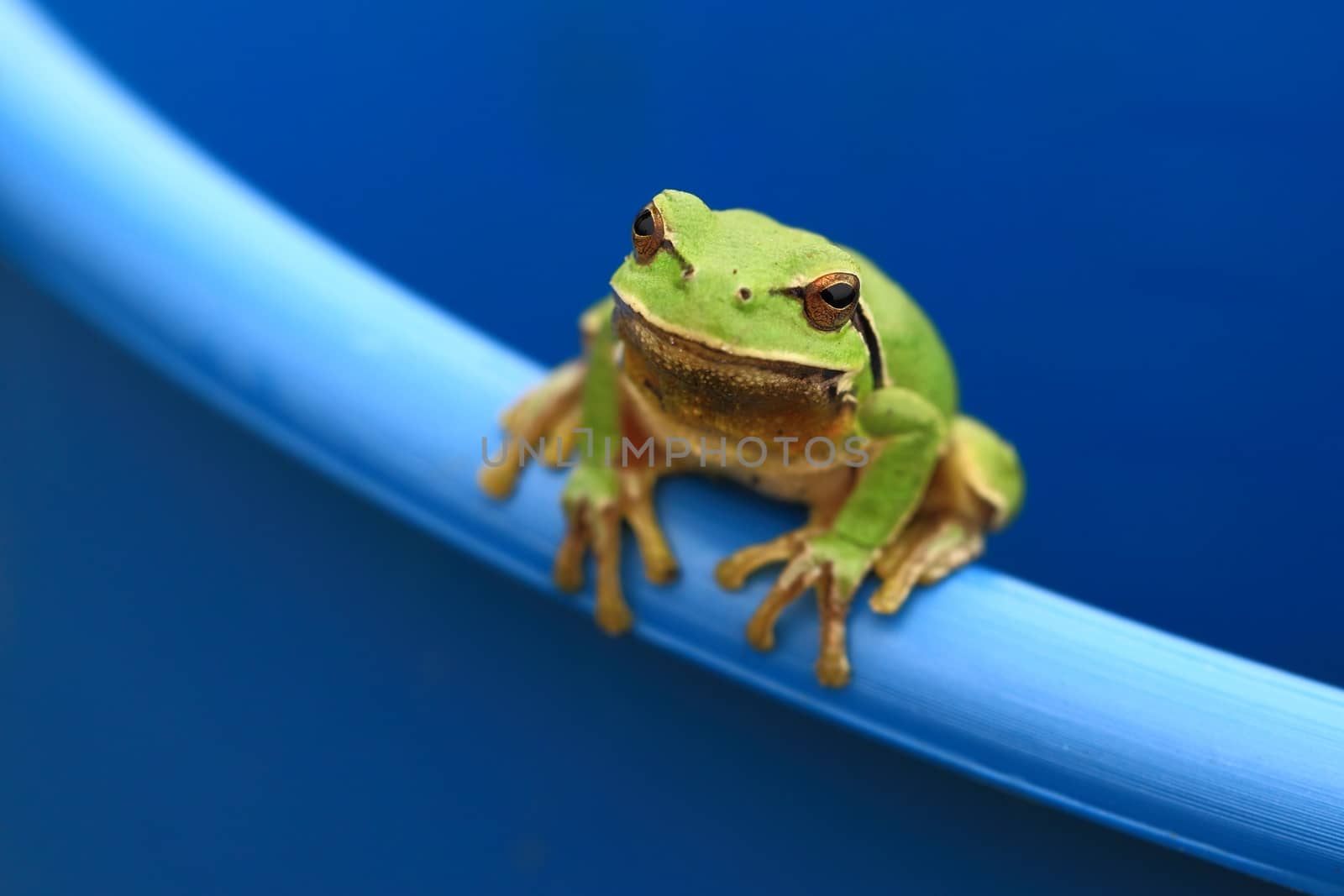 Green tree frog peeking out of a bucket