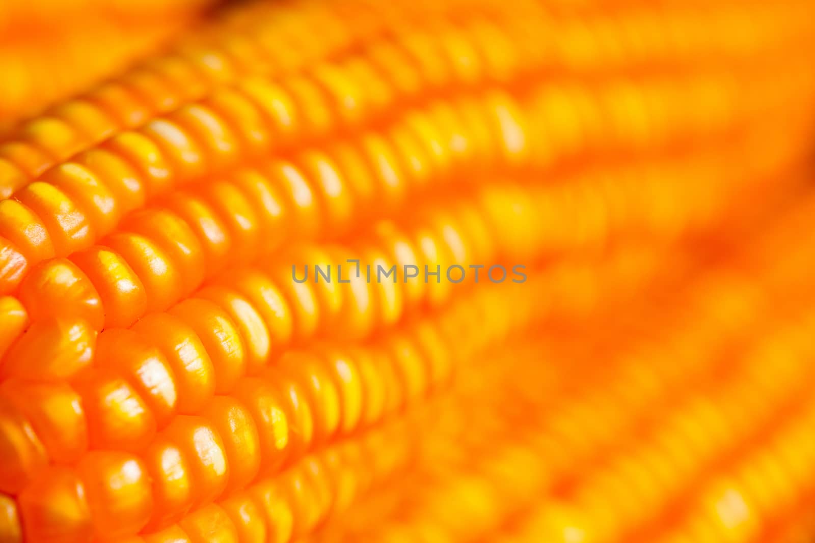 Yellow ripe corn collected in Thailand