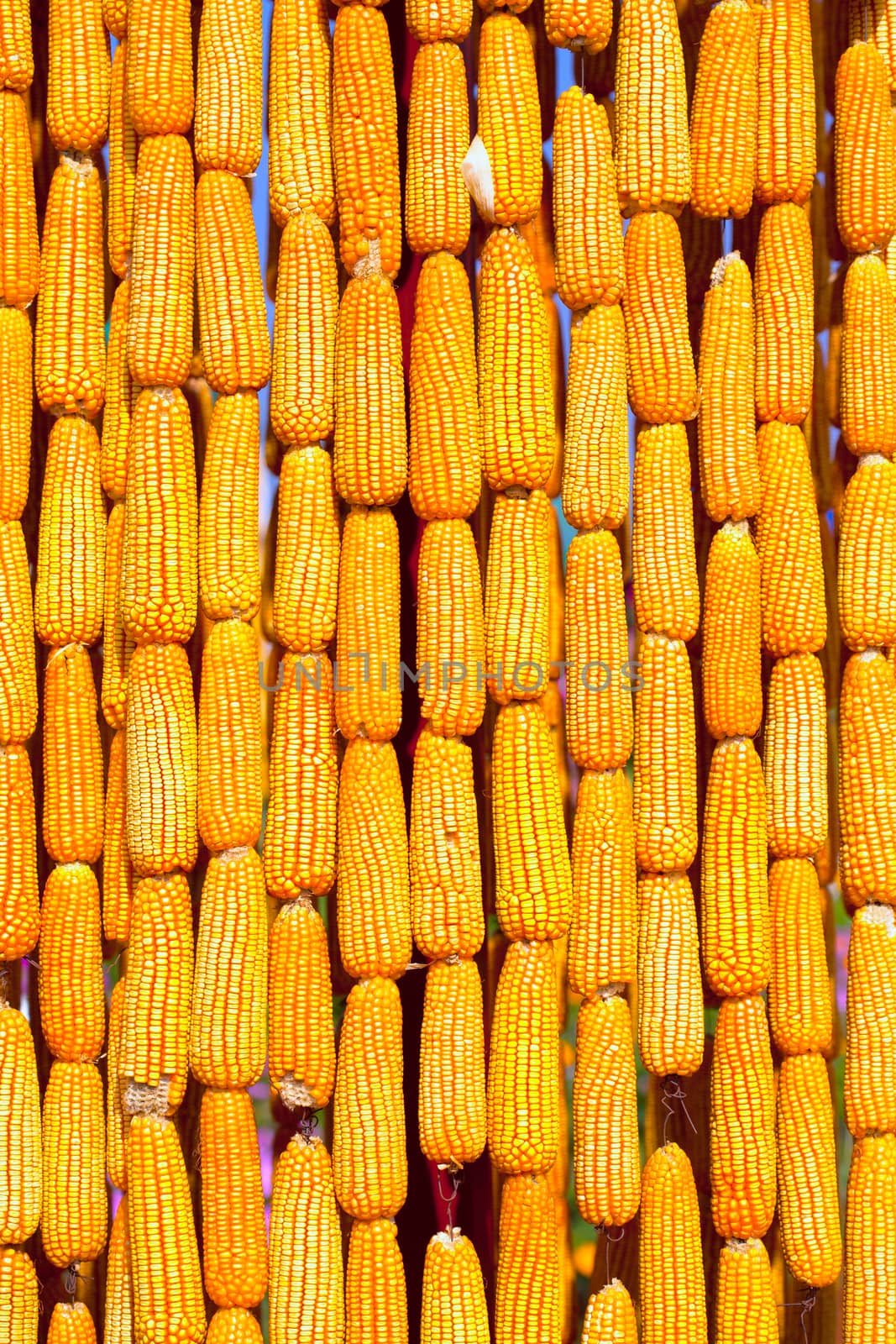 Corn Craft,Outdoor exhibit The blue set here