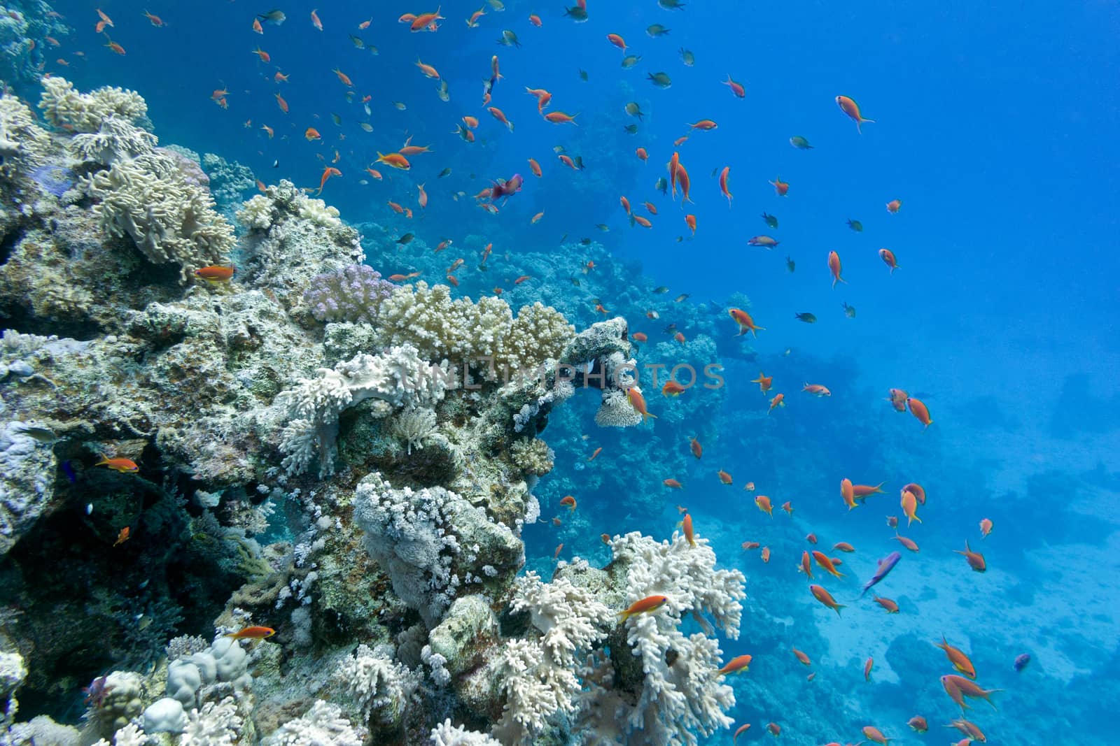 coral reef with soft and hard corals with exotic fishes anthias on the bottom of tropical sea  on blue water background by mychadre77