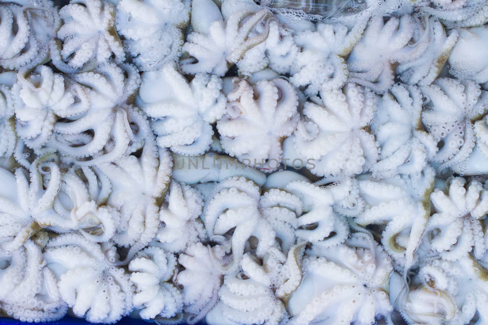 Fresh Squid lay on Tray . cover with Ice.crop frame. Top view shot.