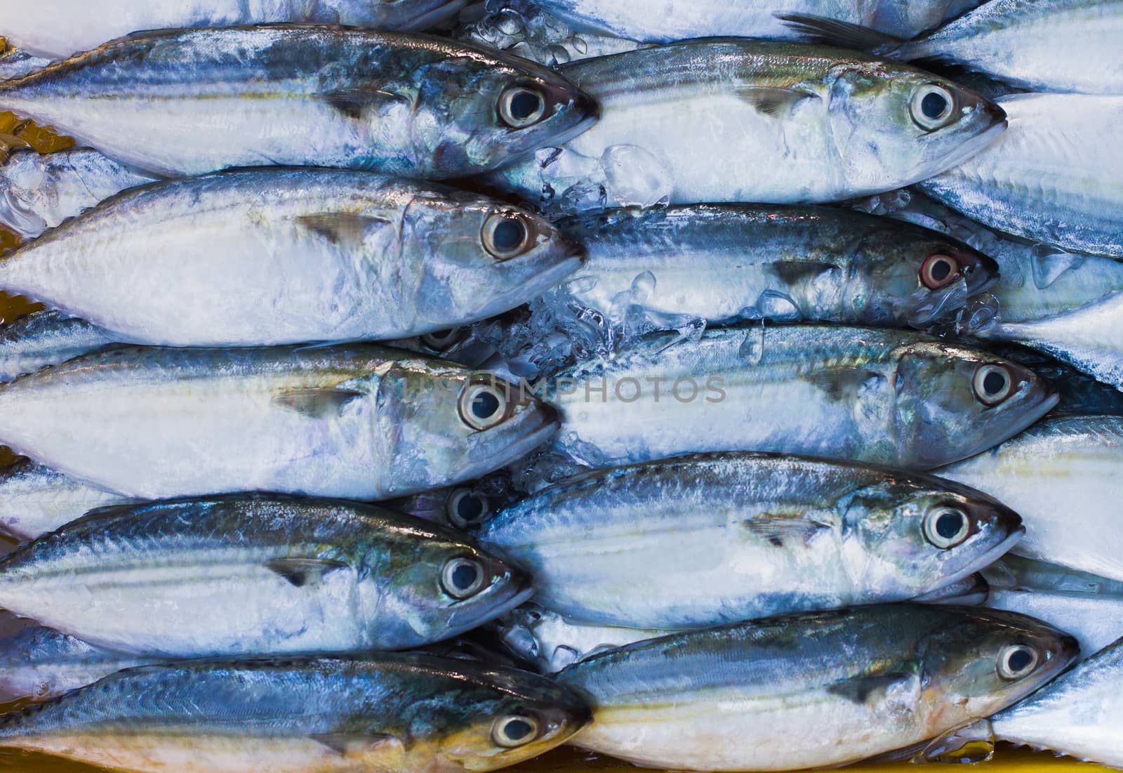 Fresh fish on ice for sale at market