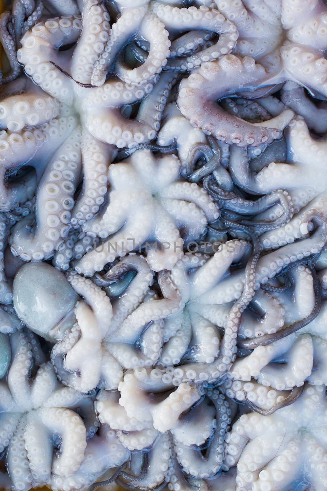 Fresh Squid lay on Tray . cover with Ice.crop frame. Top view shot.