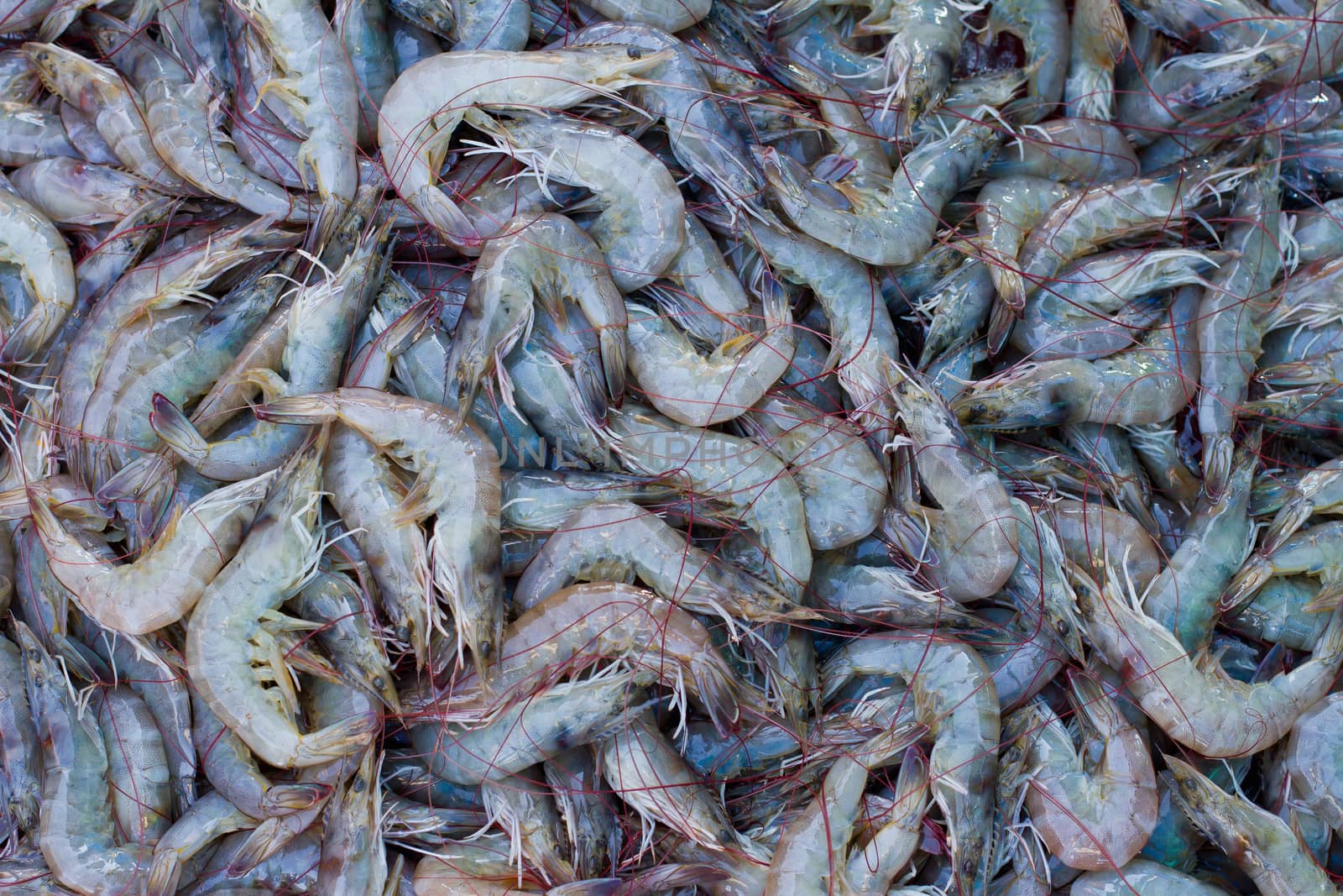 Close up of various kind of raw shrimps