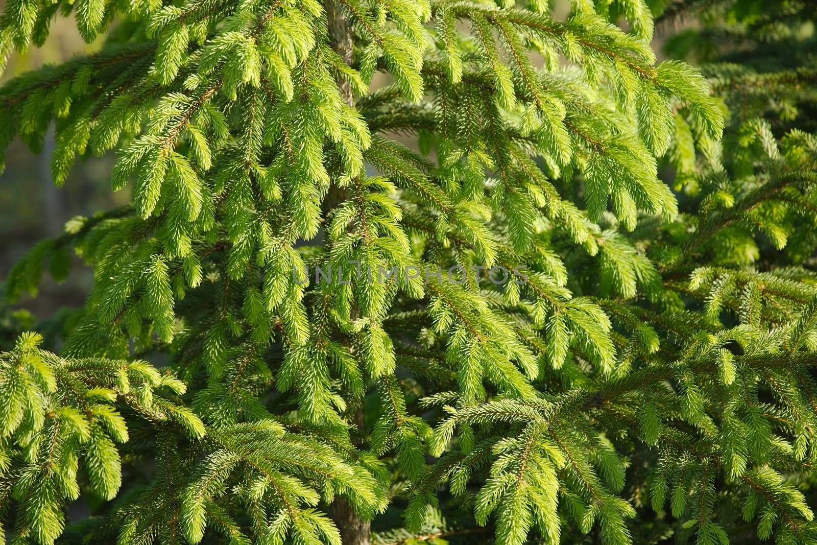 Pine tree branches closeup detail