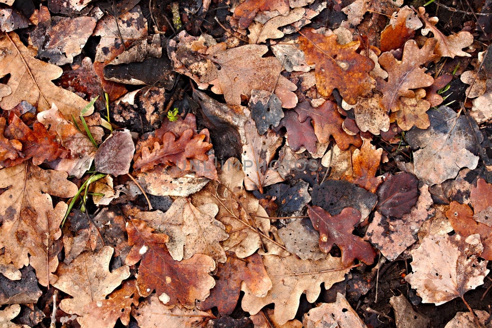 Fallen leaves by Gudella