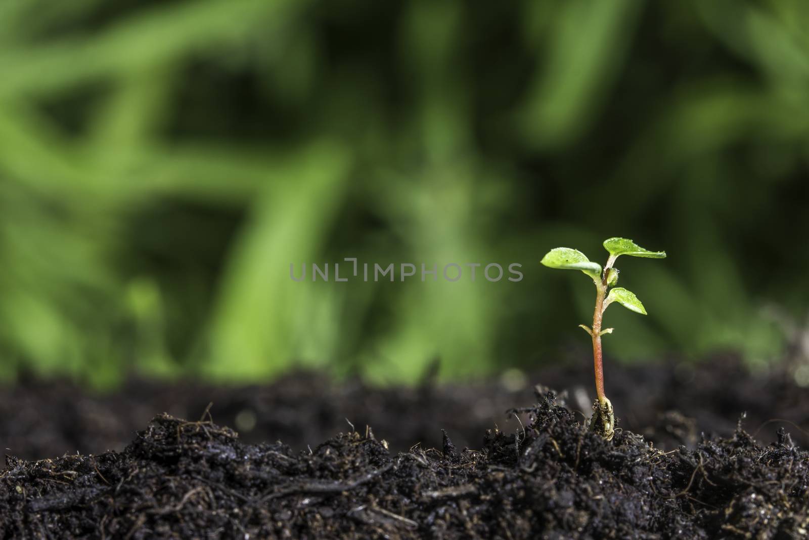 Close up of young plant sprouting from the ground with green bokeh background