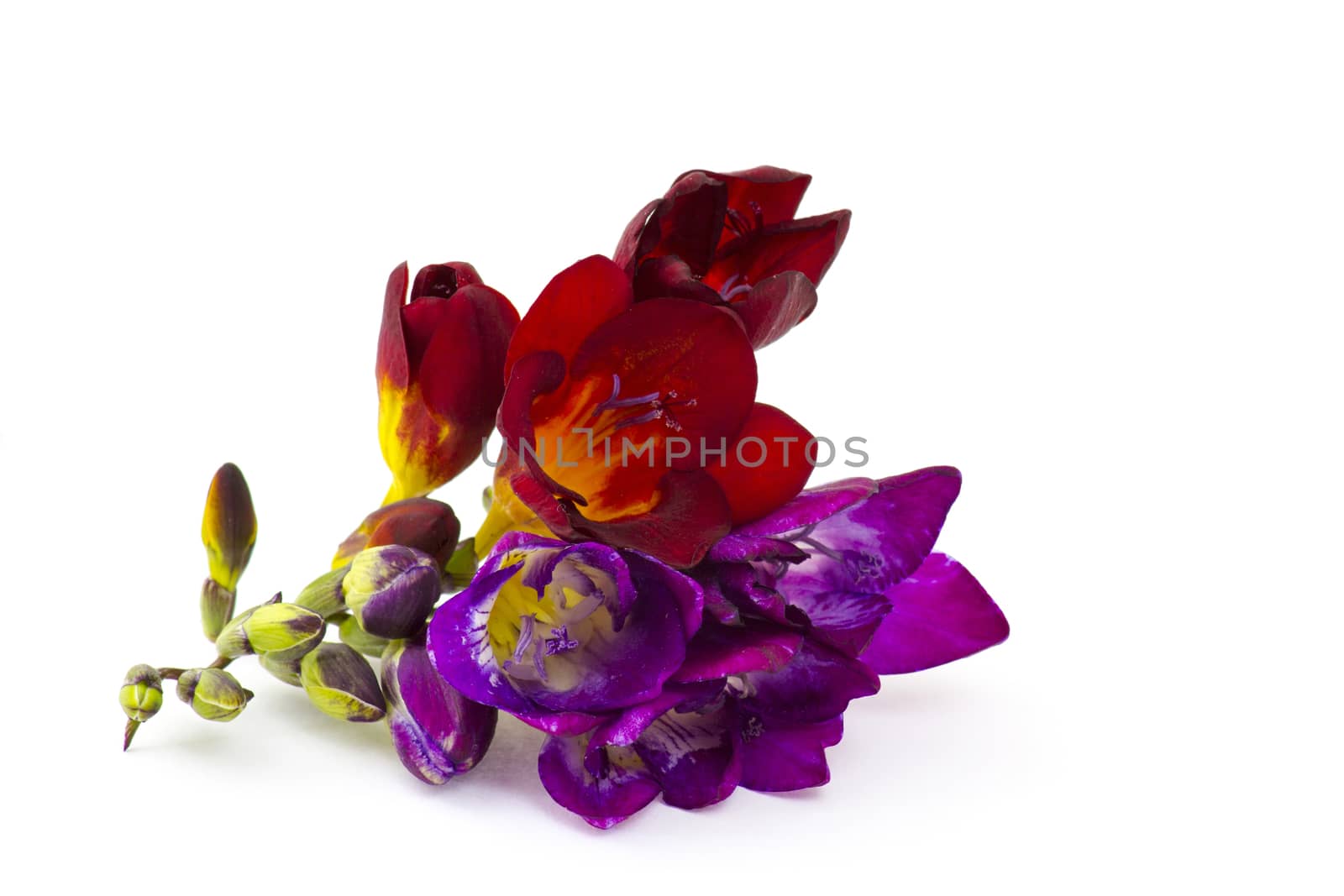 Blooming Freesia. Isolated on white background.