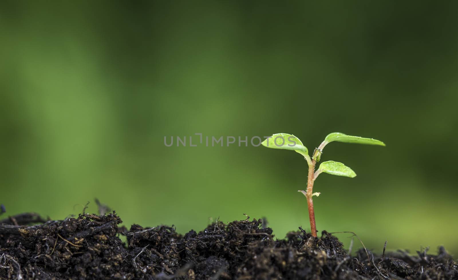 Close up of new seedling sprouting from the ground with vivid green bokeh background