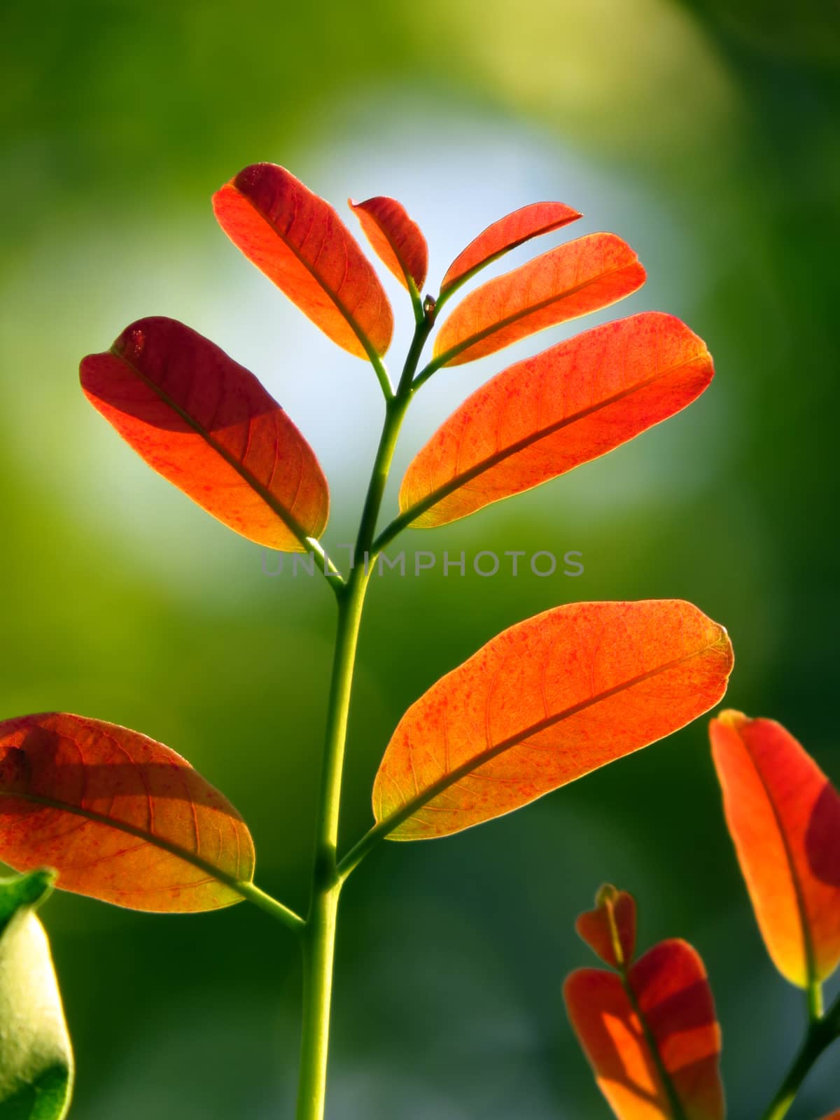 A unique photo of bright colored tender leaves of a tree growing towards light                               