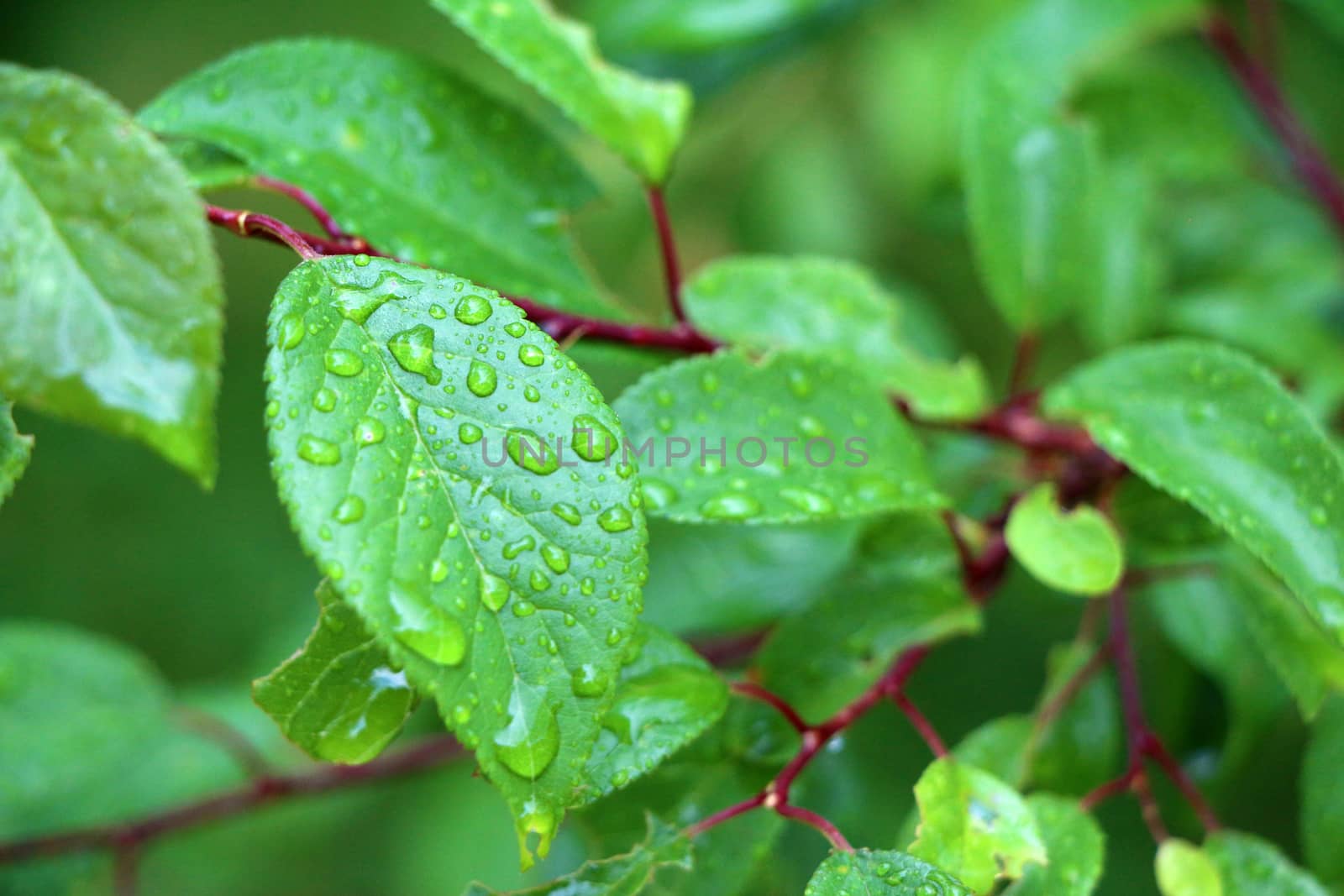 Macro tree branch with raindrops, dew on leaves close-up photography. Green garden after the rain.