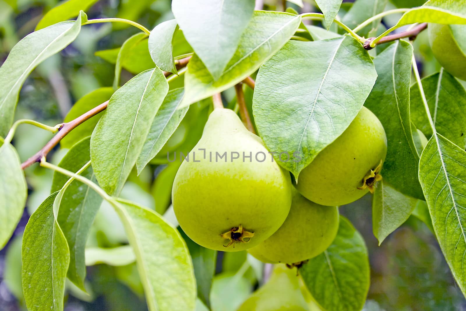 green pears on the tree in the garden by mimirus