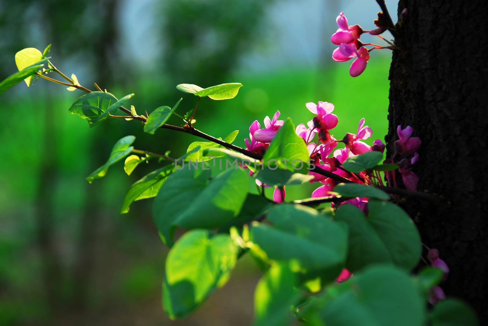 Cercis canadensis (eastern redbud) tree at spring with pink flowers
