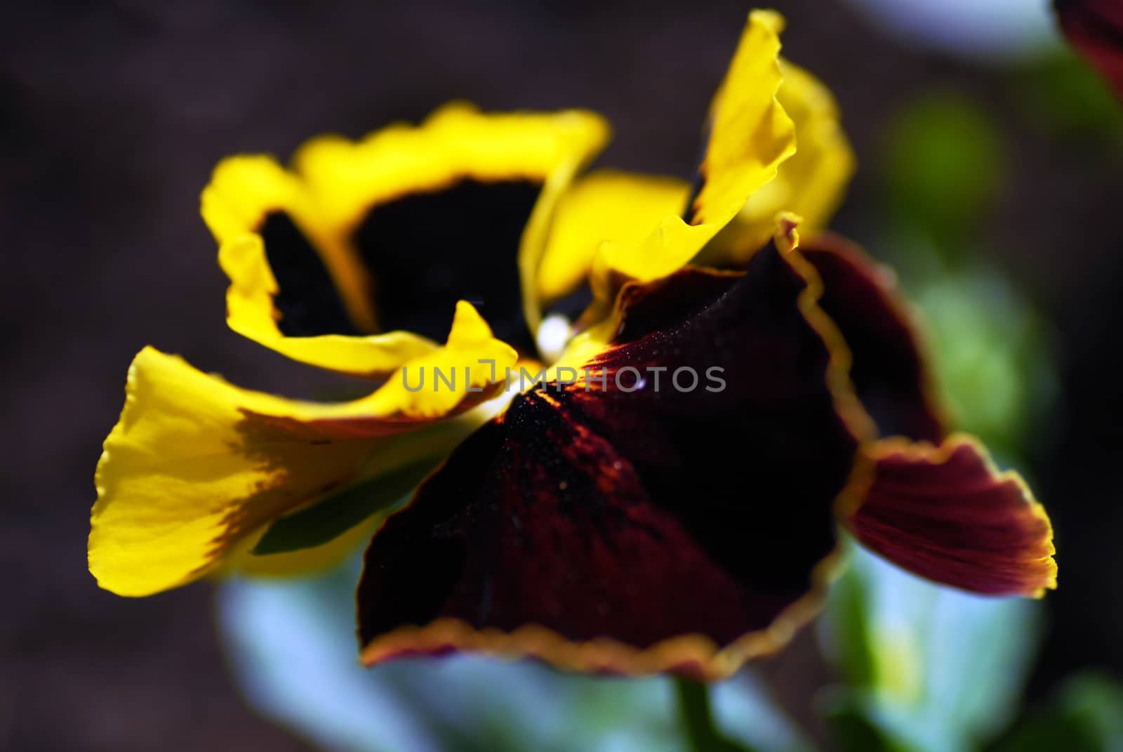 Viola tricolor plant by simply