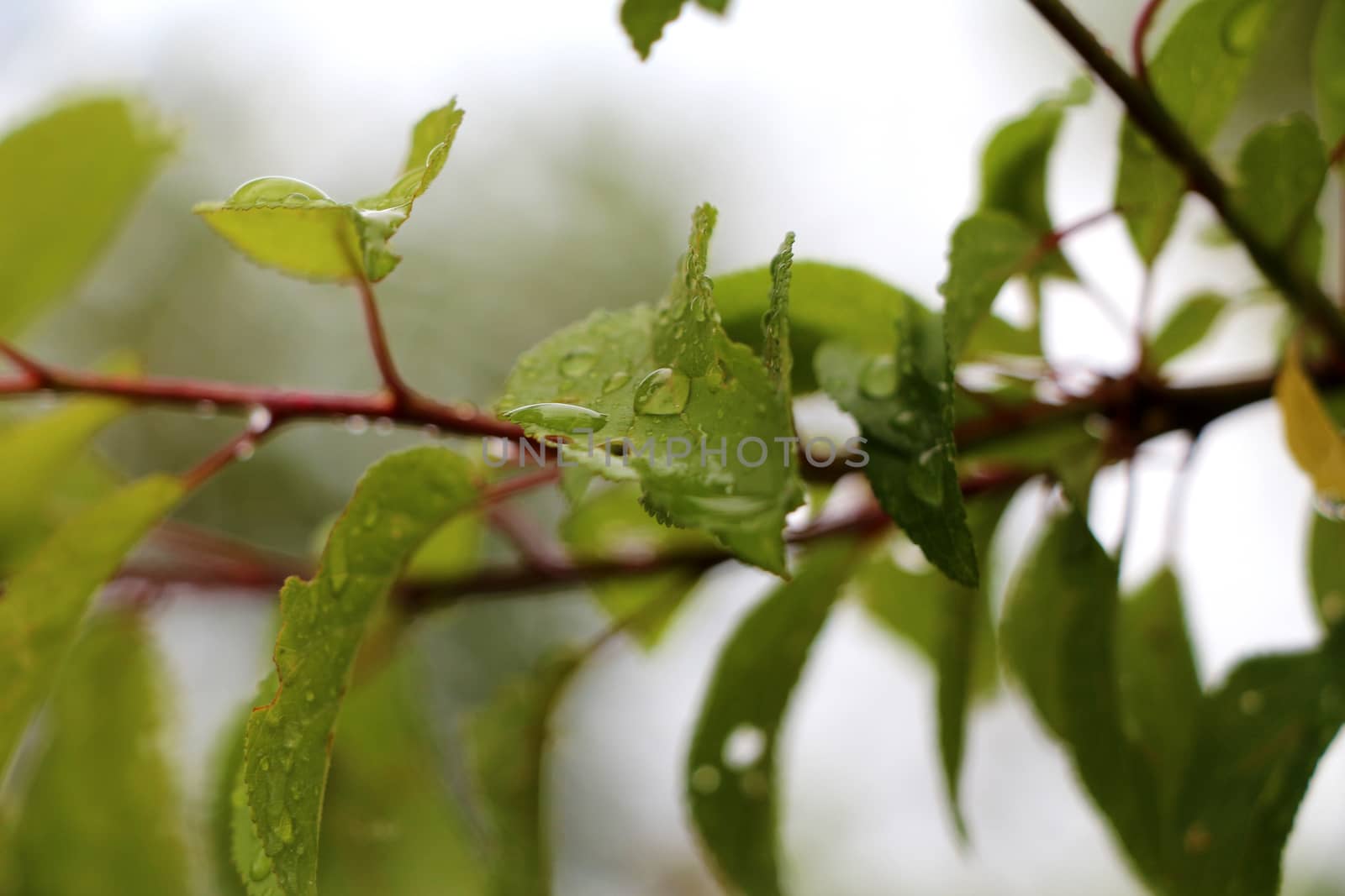 Macro tree branch with raindrops, dew on leaves close-up photogr by Sylverarts