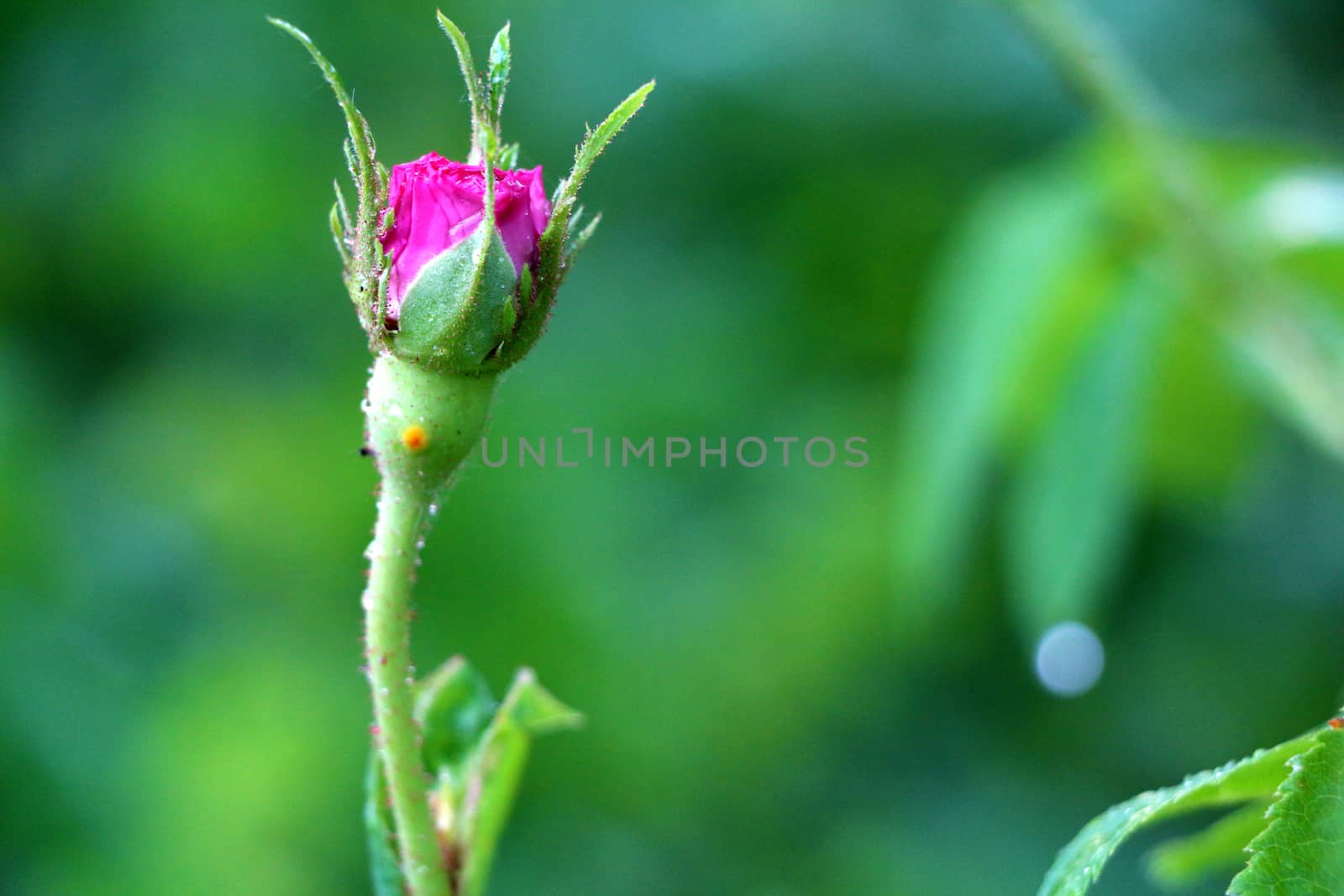 Macro rose bud with raindrops on green background, dew on flower close-up photography. 