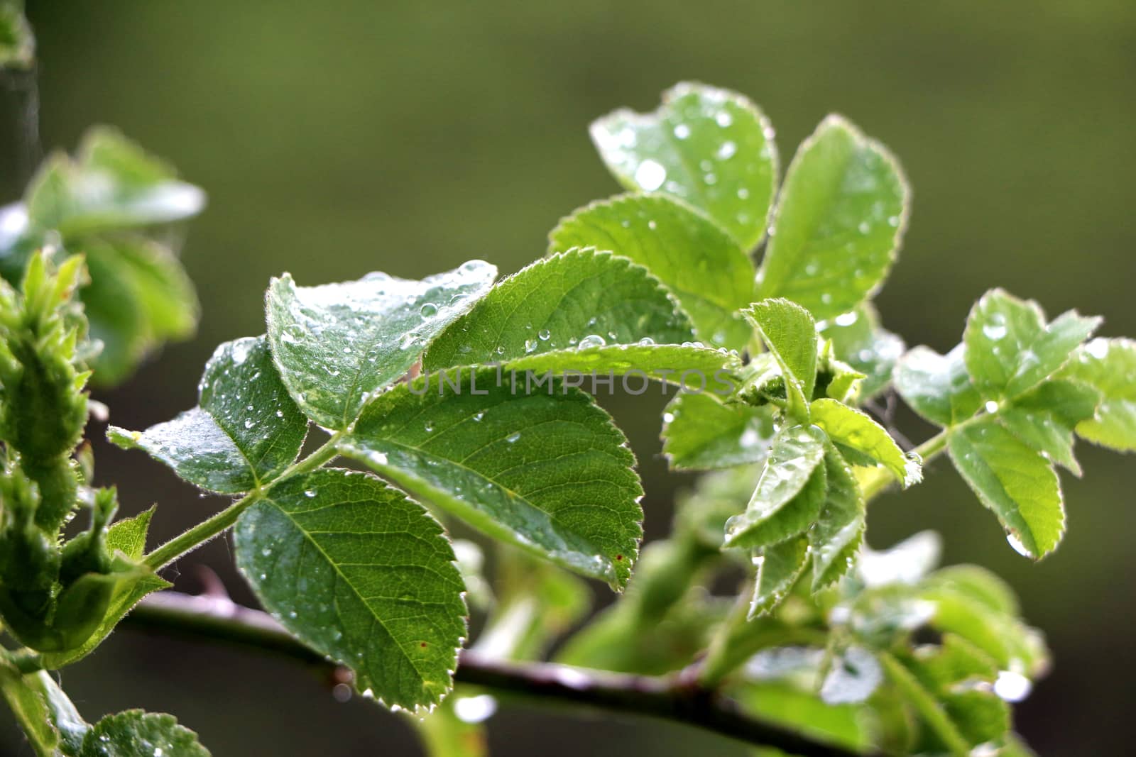 Macro rose bush with raindrops in sunlight, dew on tree leaves c by Sylverarts