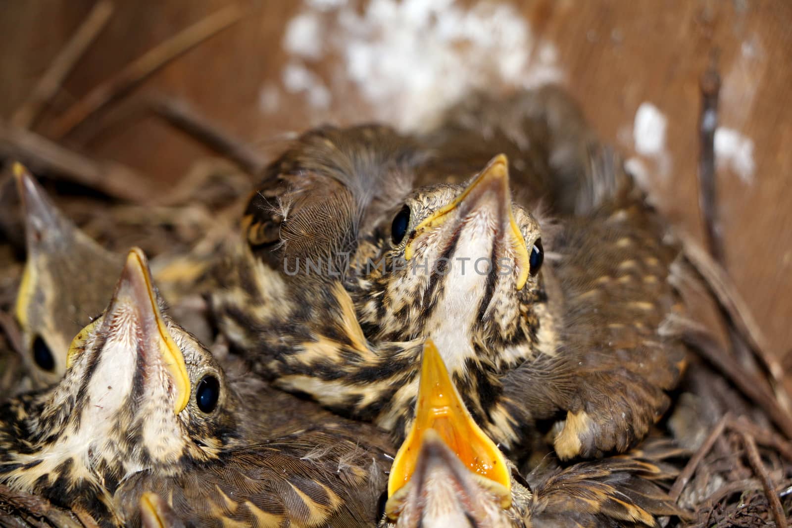 Little baby birds sitting in the nest, close-up photography of nestlings, cute squeakers.