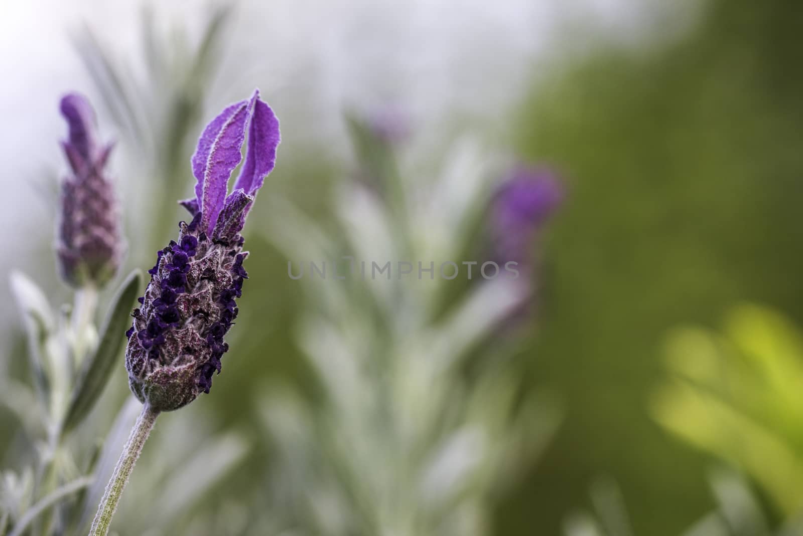Closeup of a Lavender Flower Against Green Bokeh Background