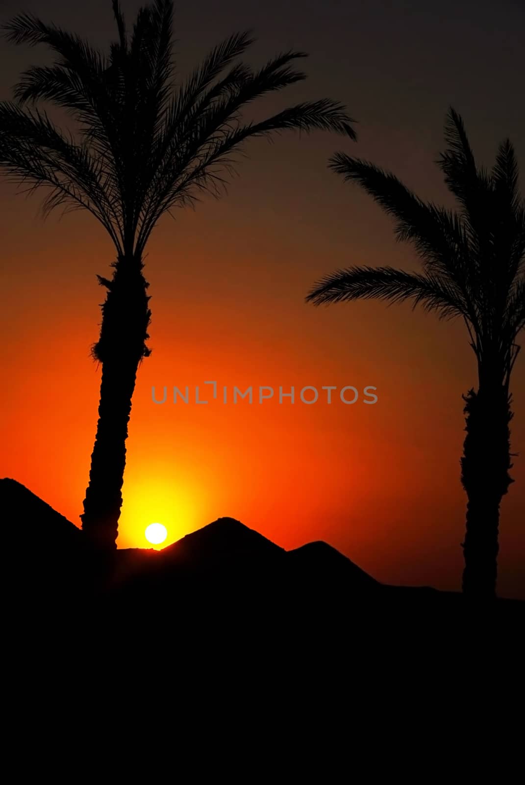 beautiful sunset and palm trees  in Egypt