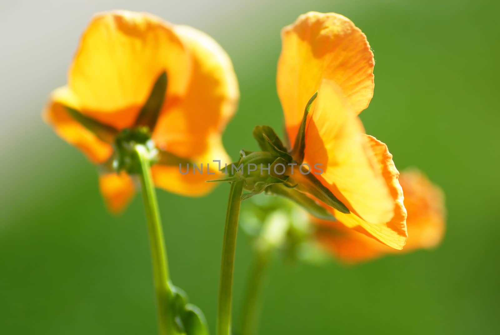 Yellow viola by simply