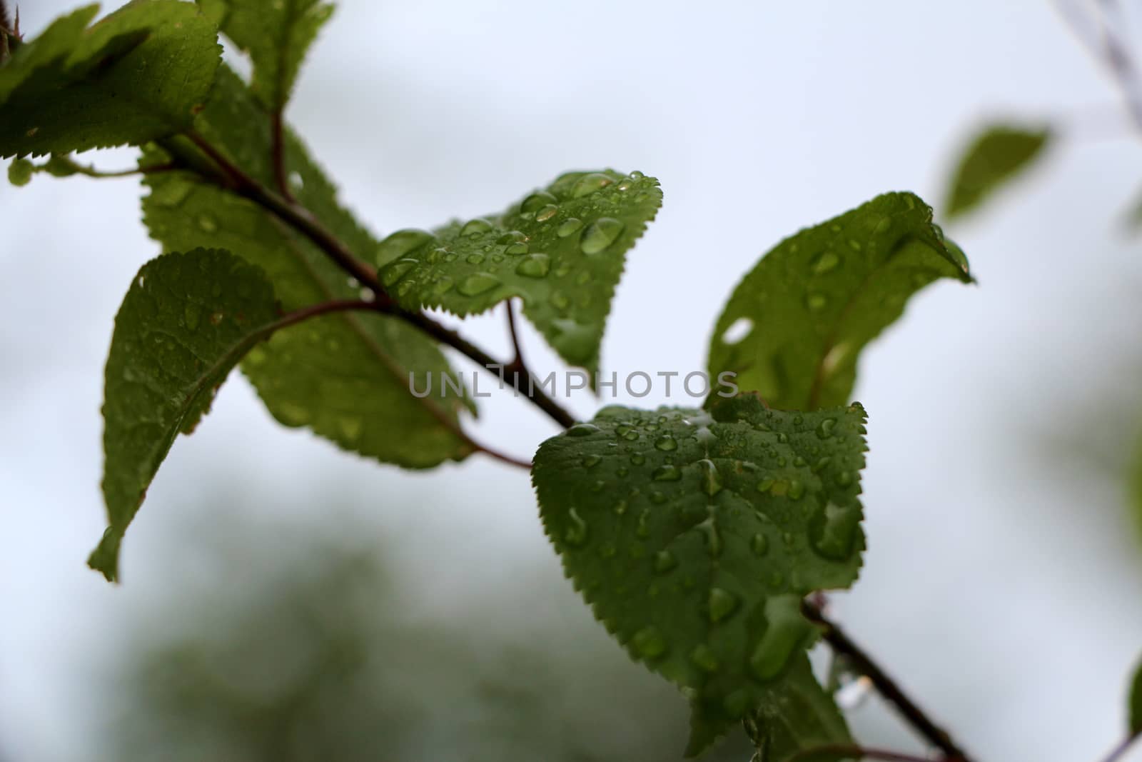 Macro tree branch with raindrops, dew on leaves close-up photography. Overcast green garden after the rain.