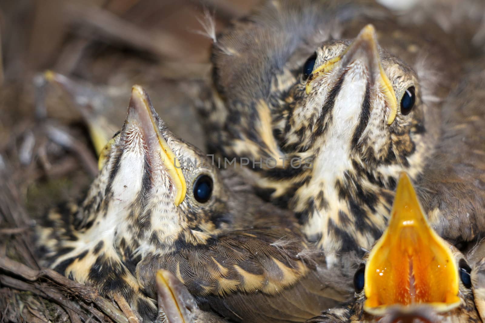 Little baby birds sitting in the nest, close-up photography of nestlings, cute squeakers.