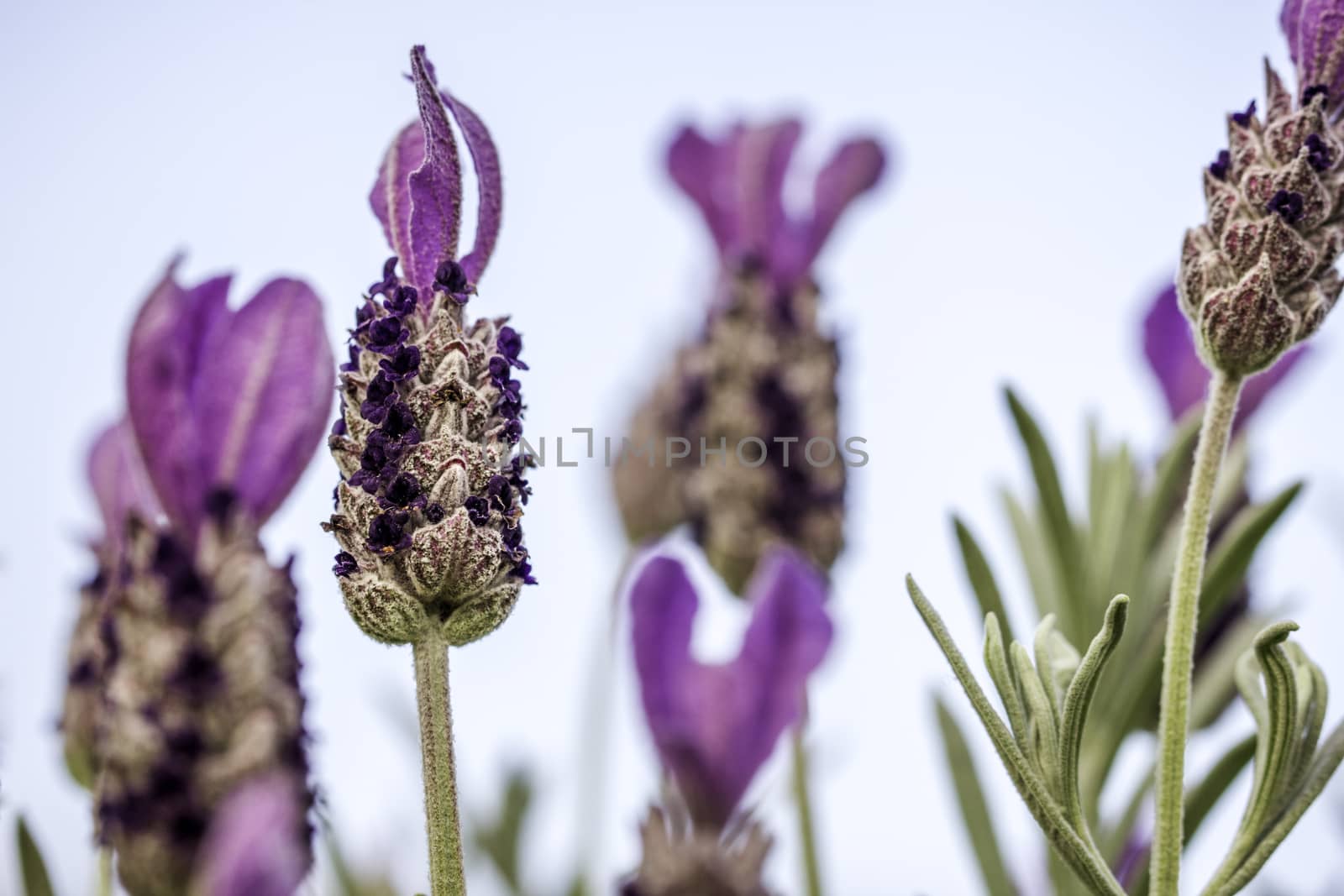 Closeup of Lavender Flower With Bokeh Background