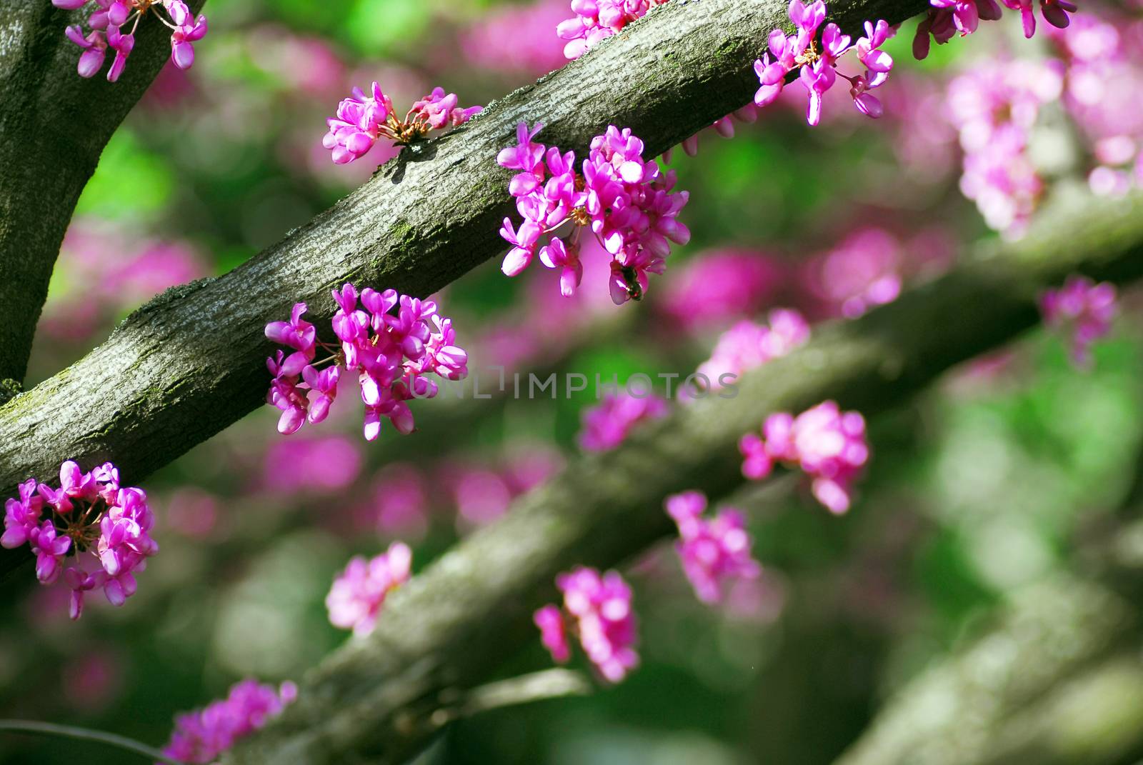 Cercis canadensis (eastern redbud) tree at spring with pink flowers