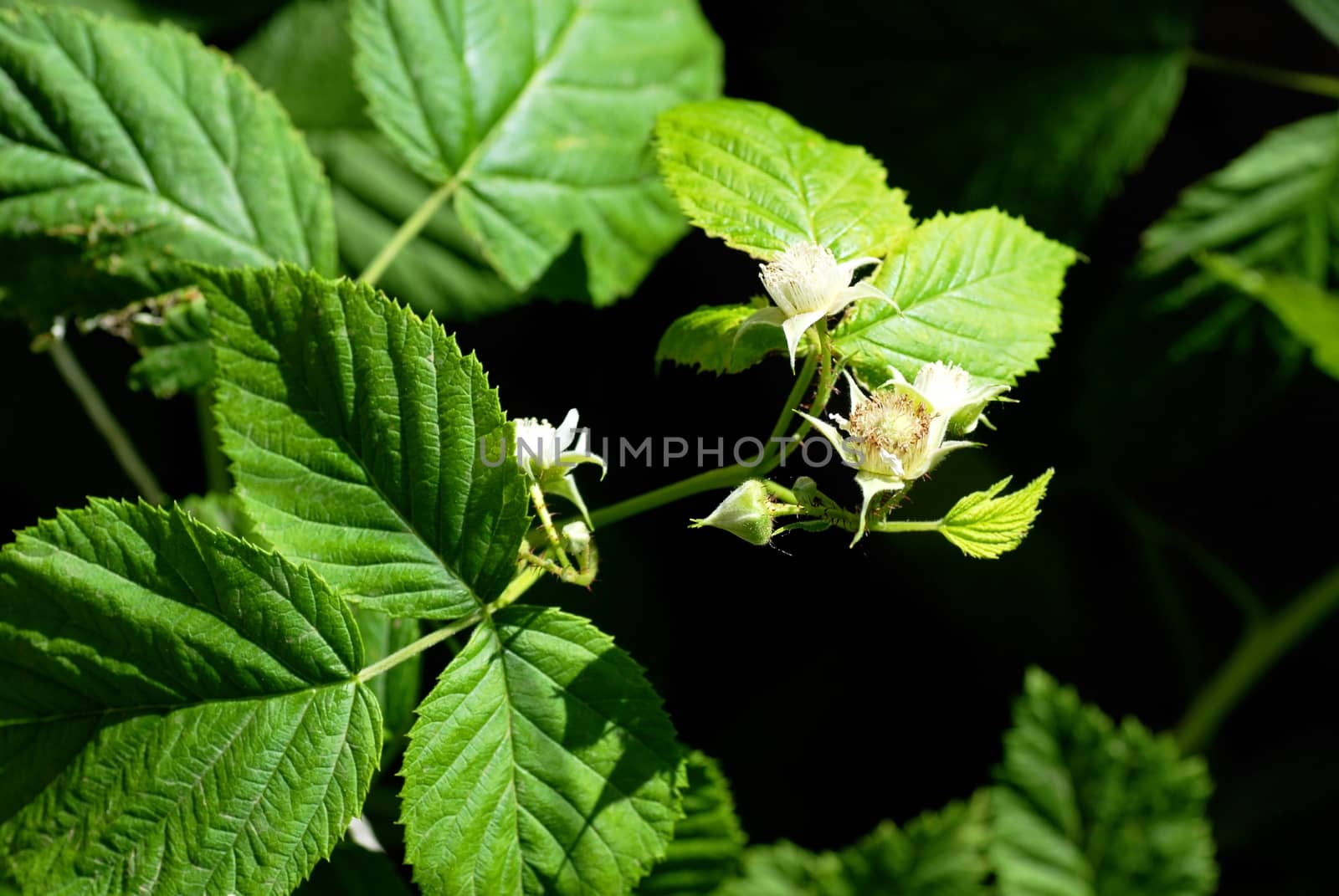 white flowers on green blooming raspberry plant