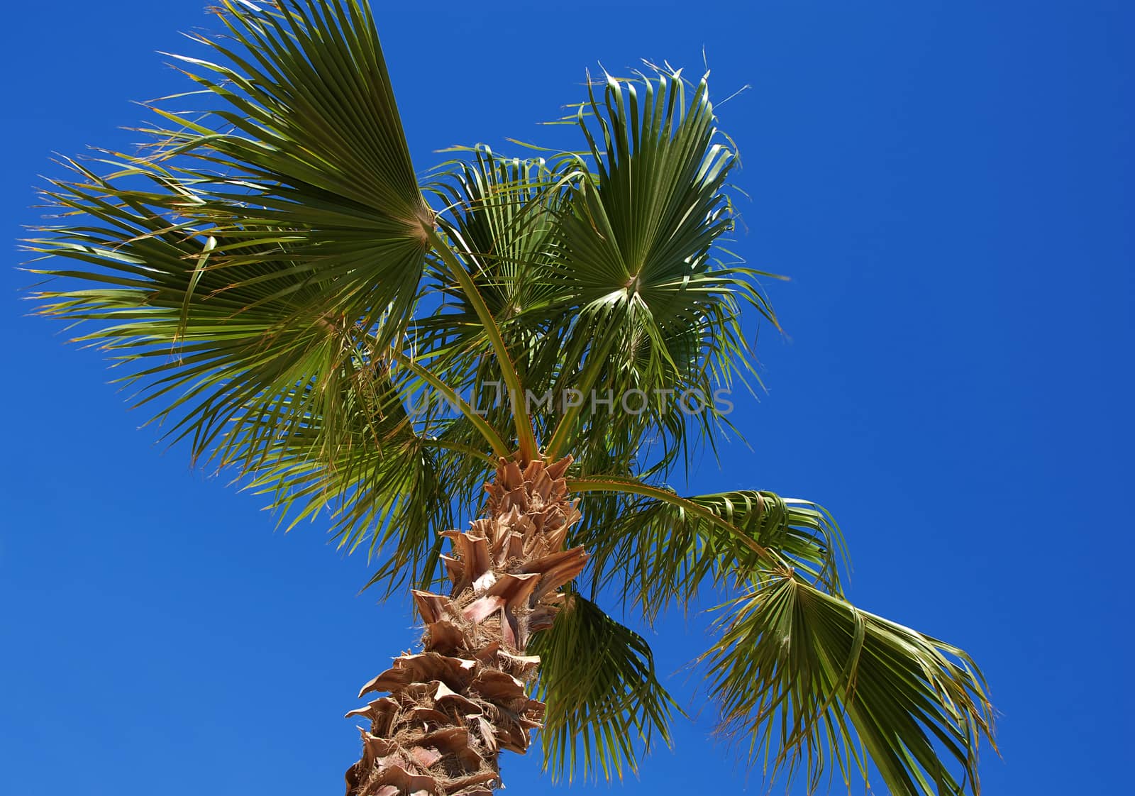 one green date palm tree over blue sky