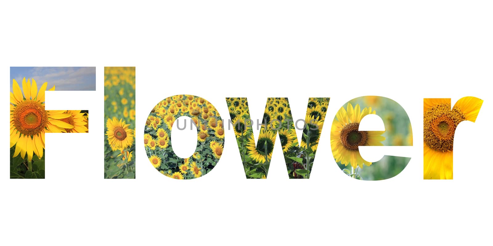 word flower on white background 