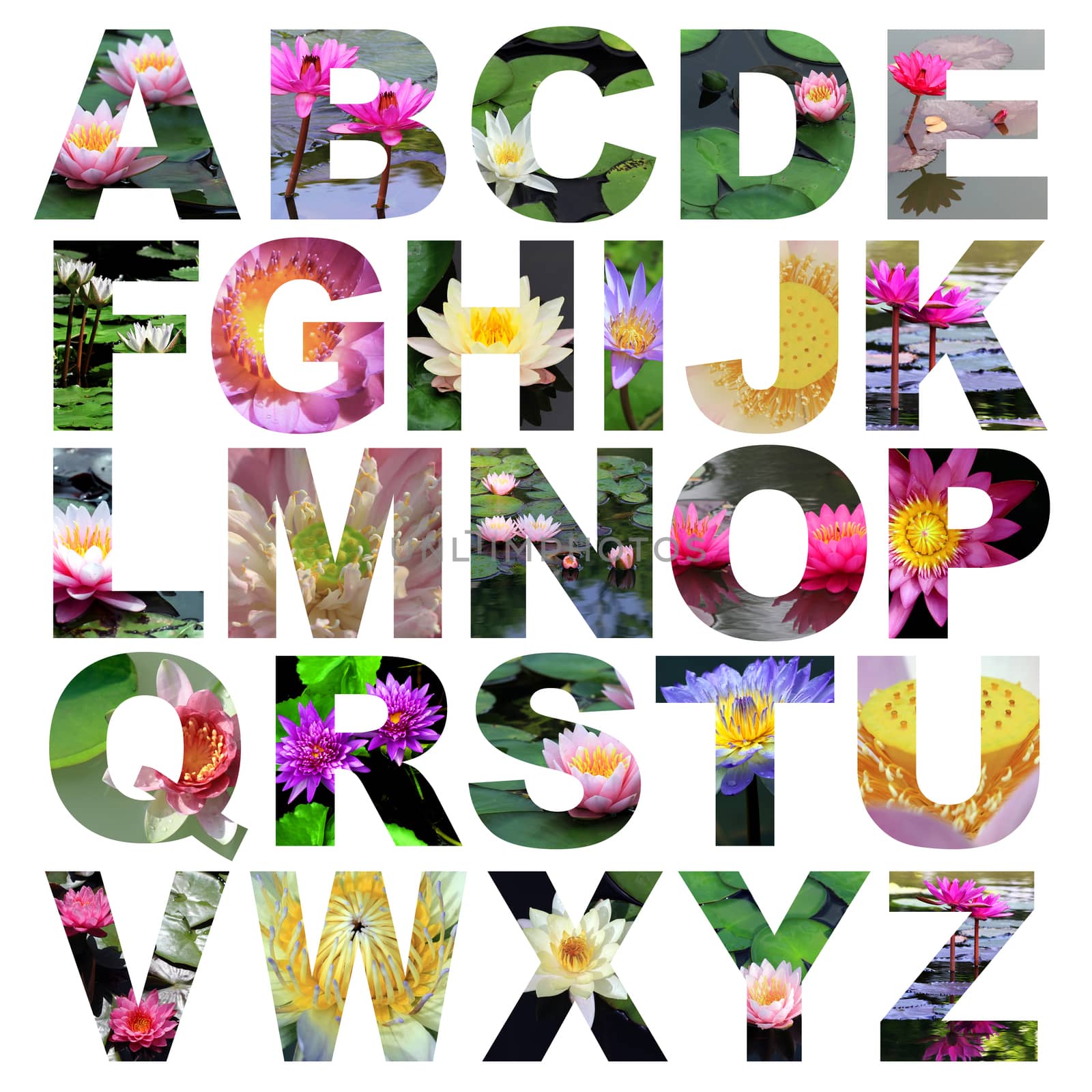 alphabet a to z made from lotus flower picture