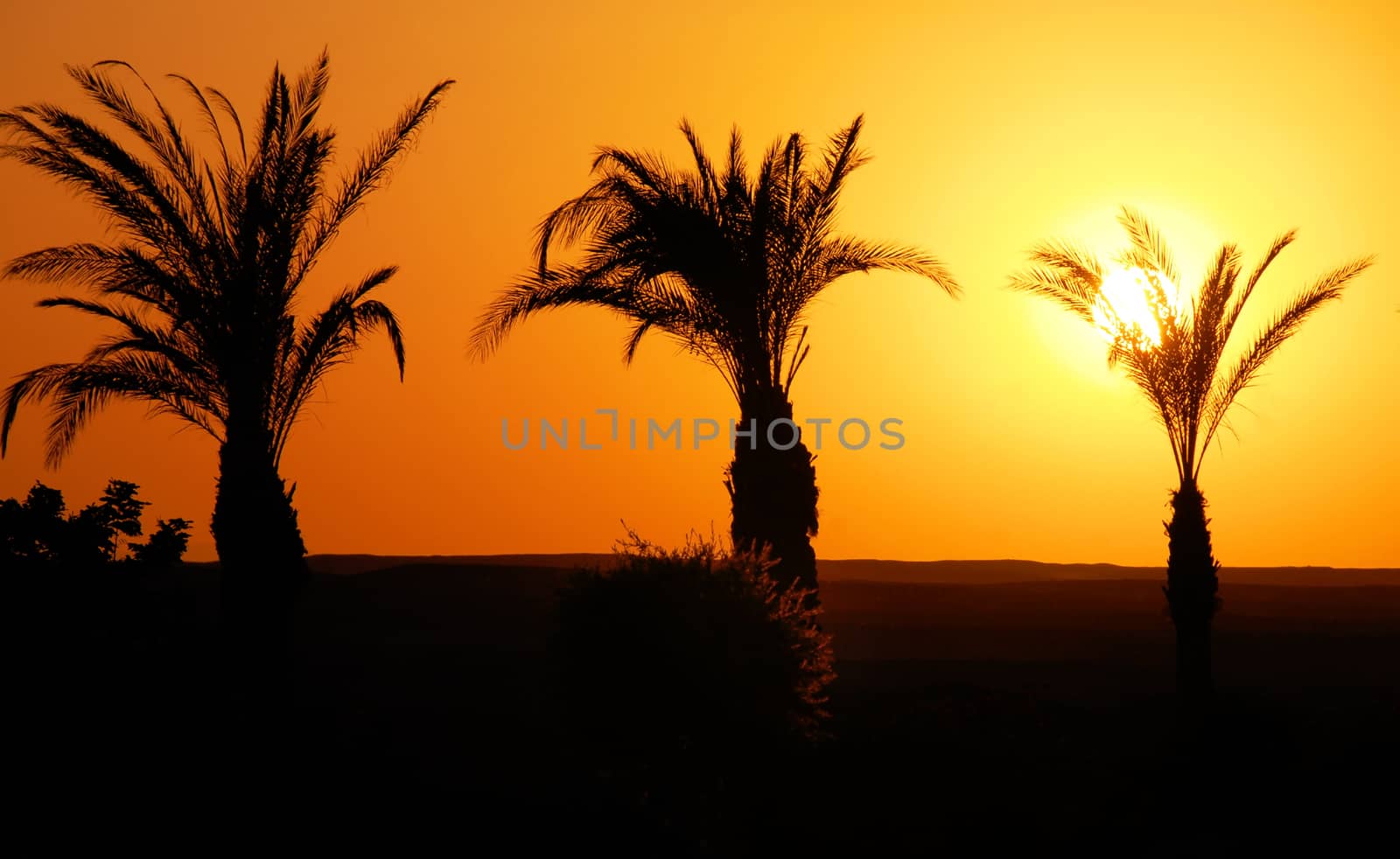 beautiful  sunset between palm trees  in Egypt