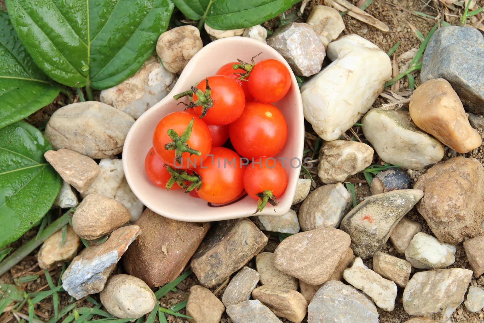 The little red tomatos are  in ceramic bowl.